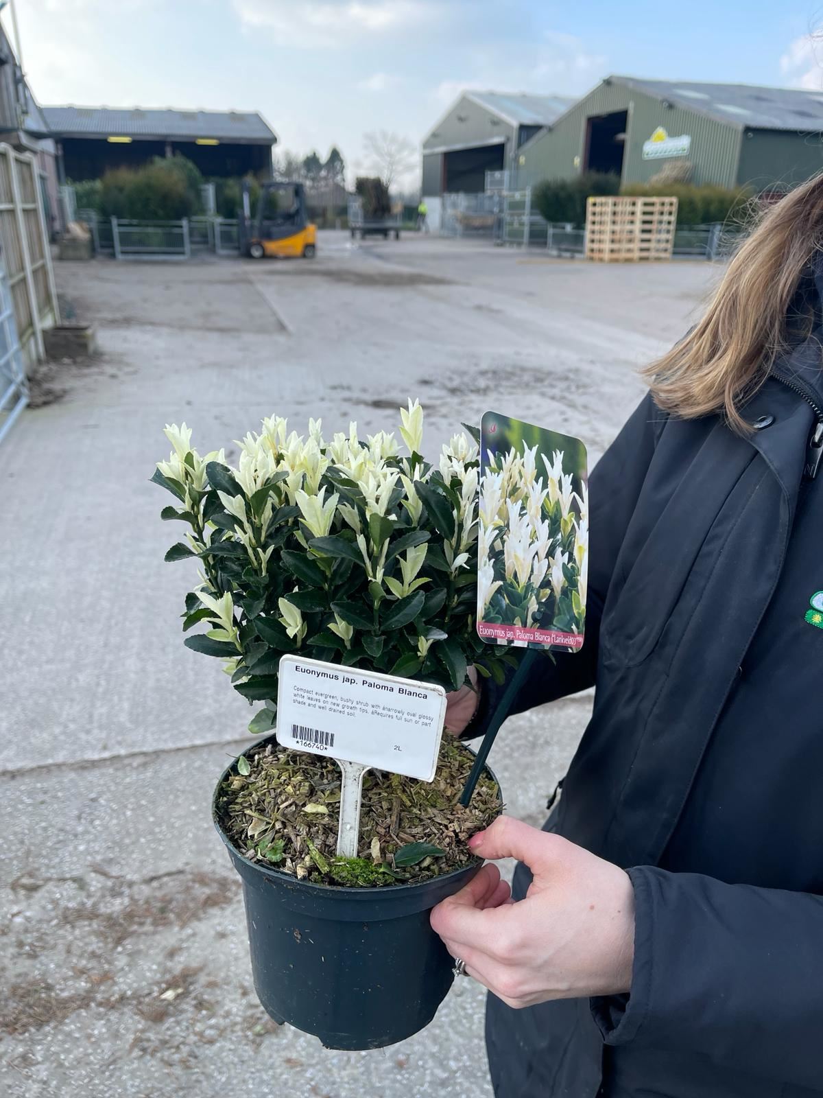 Euonymus Paloma Blanca 2 Litre Pot