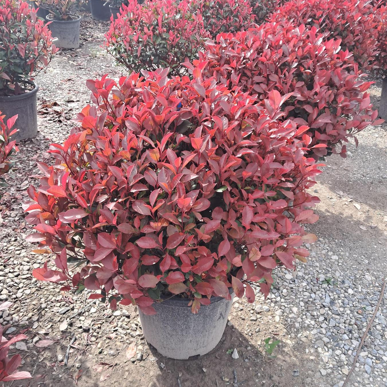 Photinia Little Red Robin Ball 50-60cm 18 Litre Pot