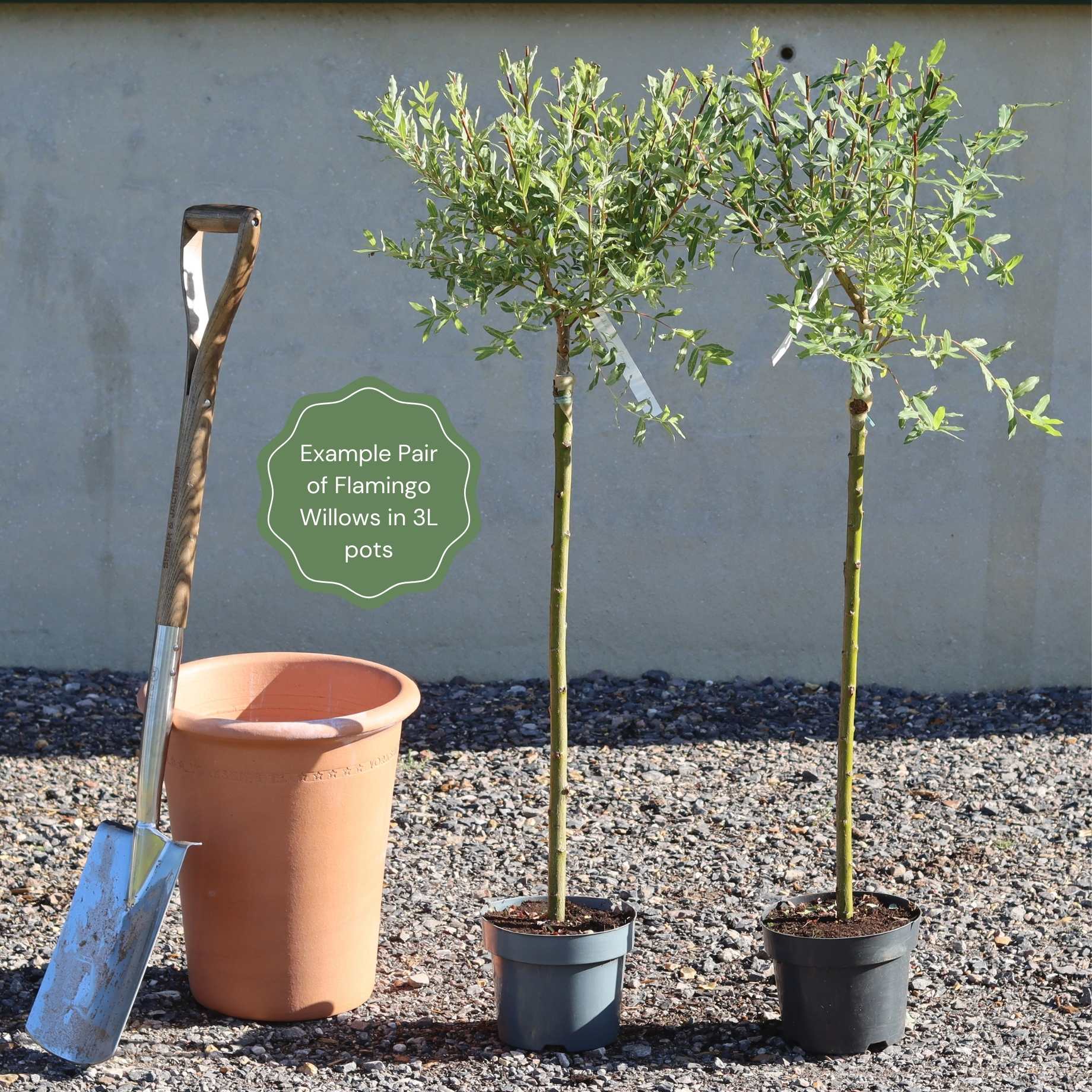 Salix integra 'Hakuro-Nishiki'
