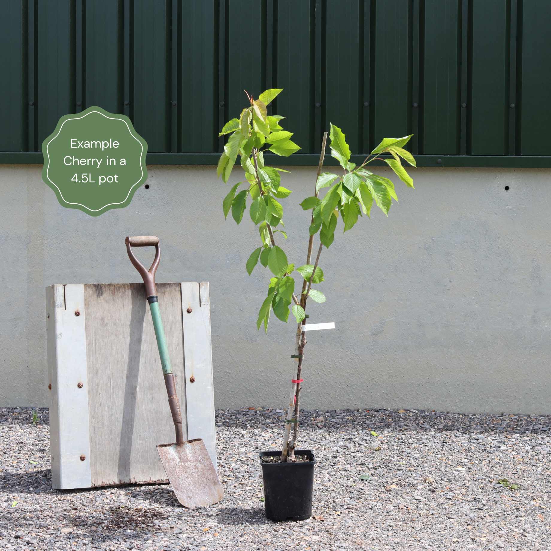 'Kordia' Cherry Tree