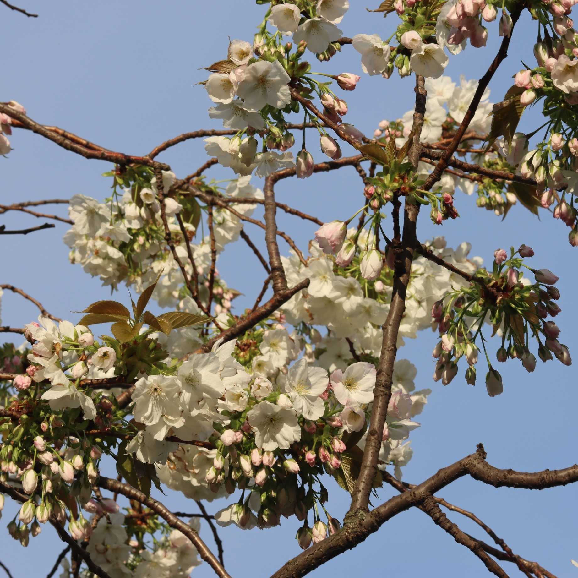'Czar' Plum Tree