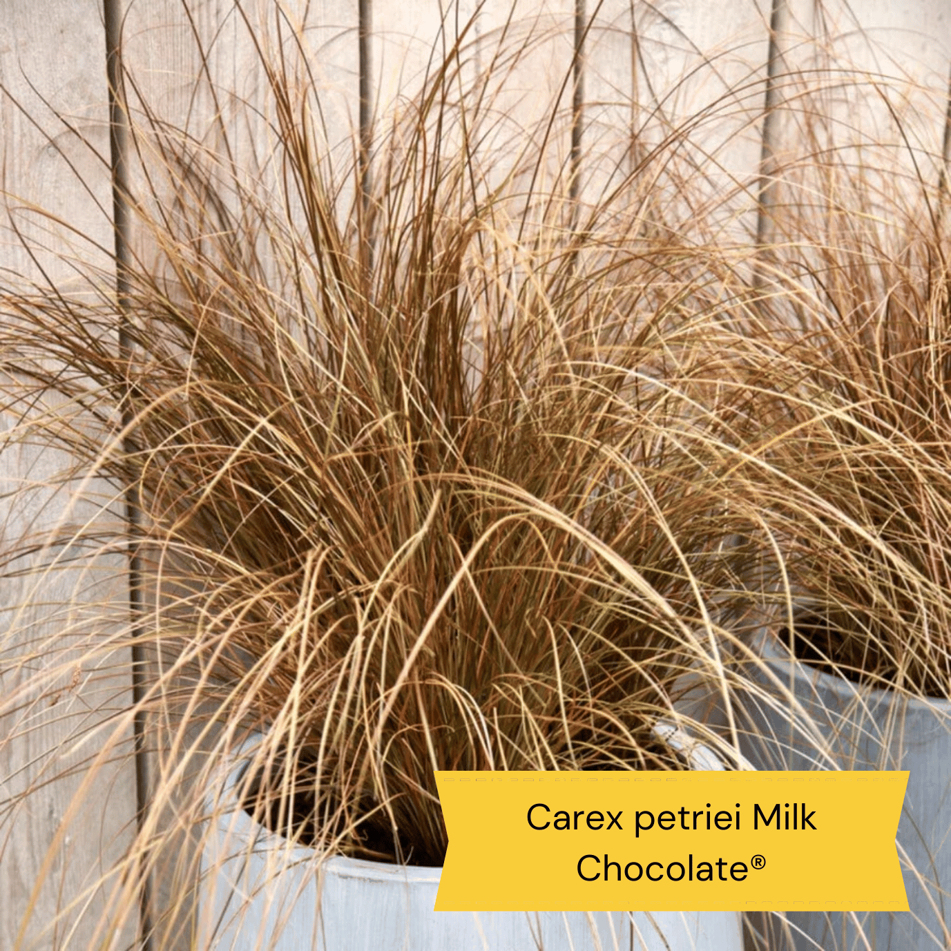 The Best Hardy Perennials