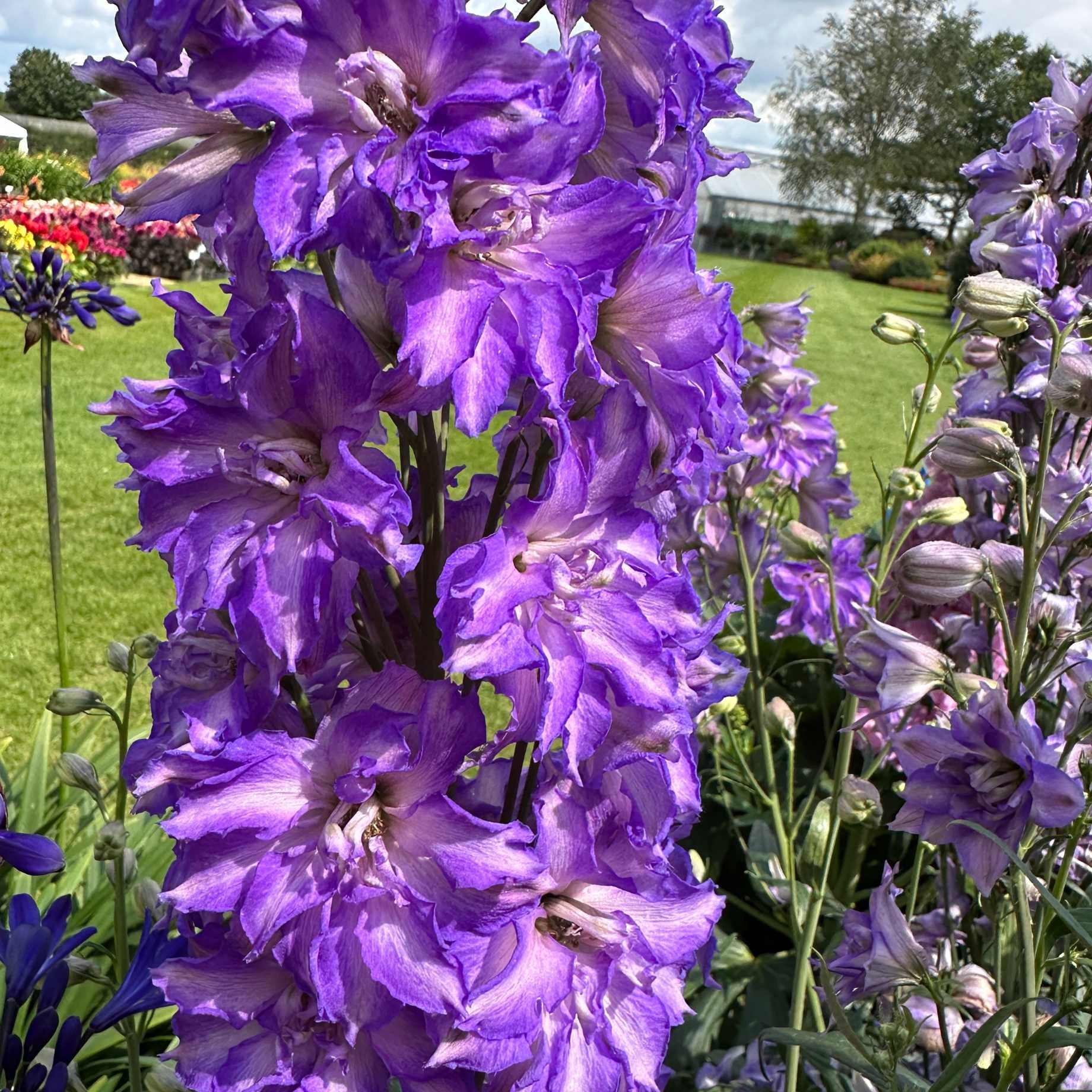 Delphinium 'Delgenius Breezin'