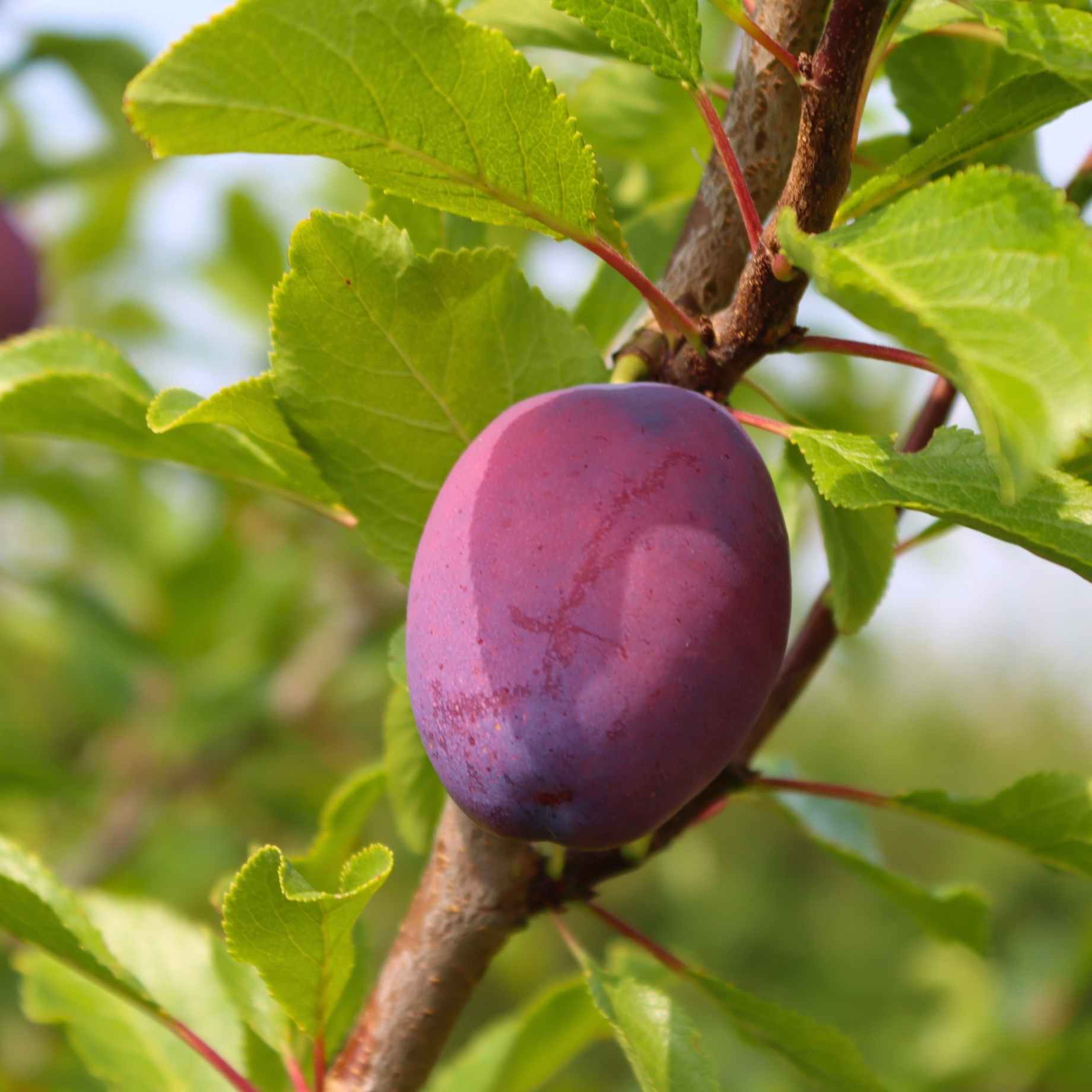 'Victoria' Plum Tree