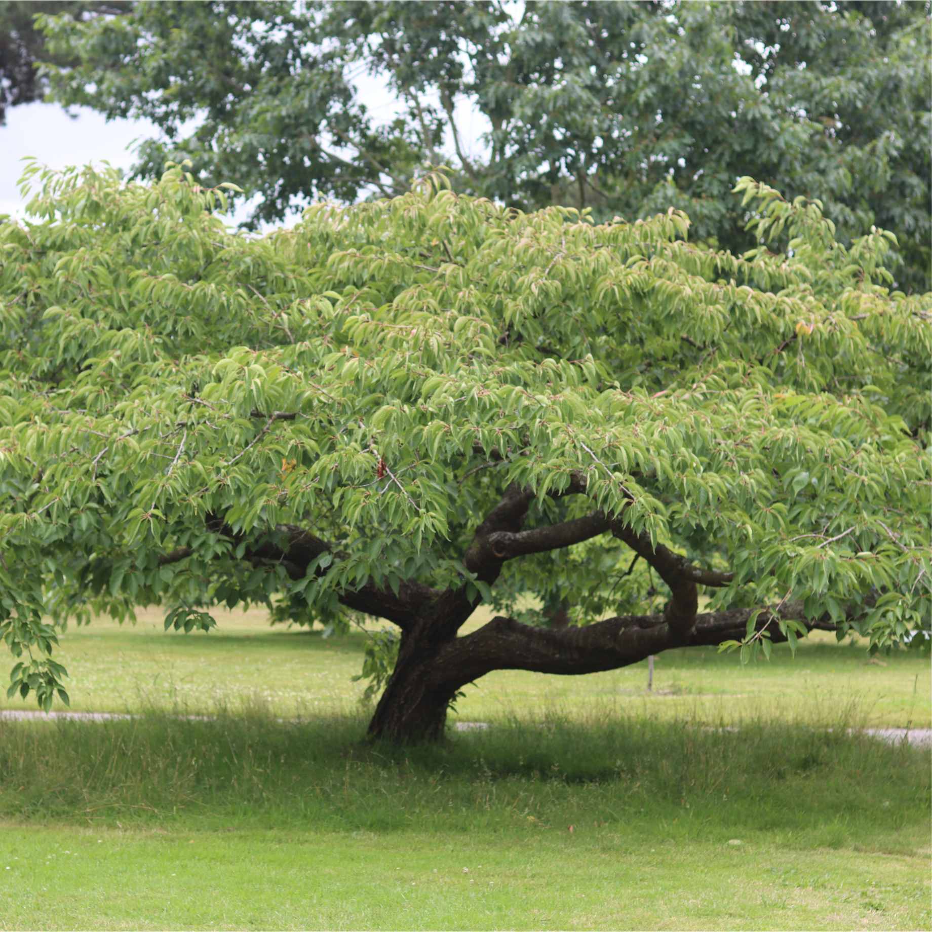 Prunus serrulata 'Shirotae'