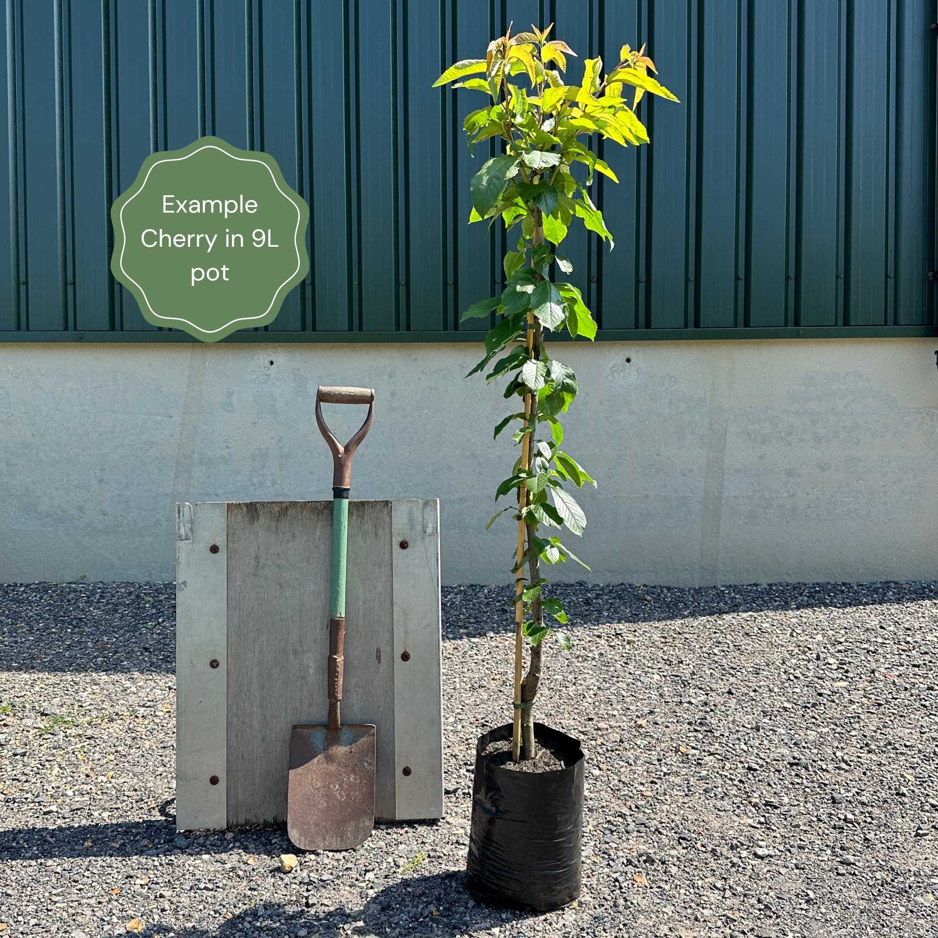 'Kordia' Cherry Tree