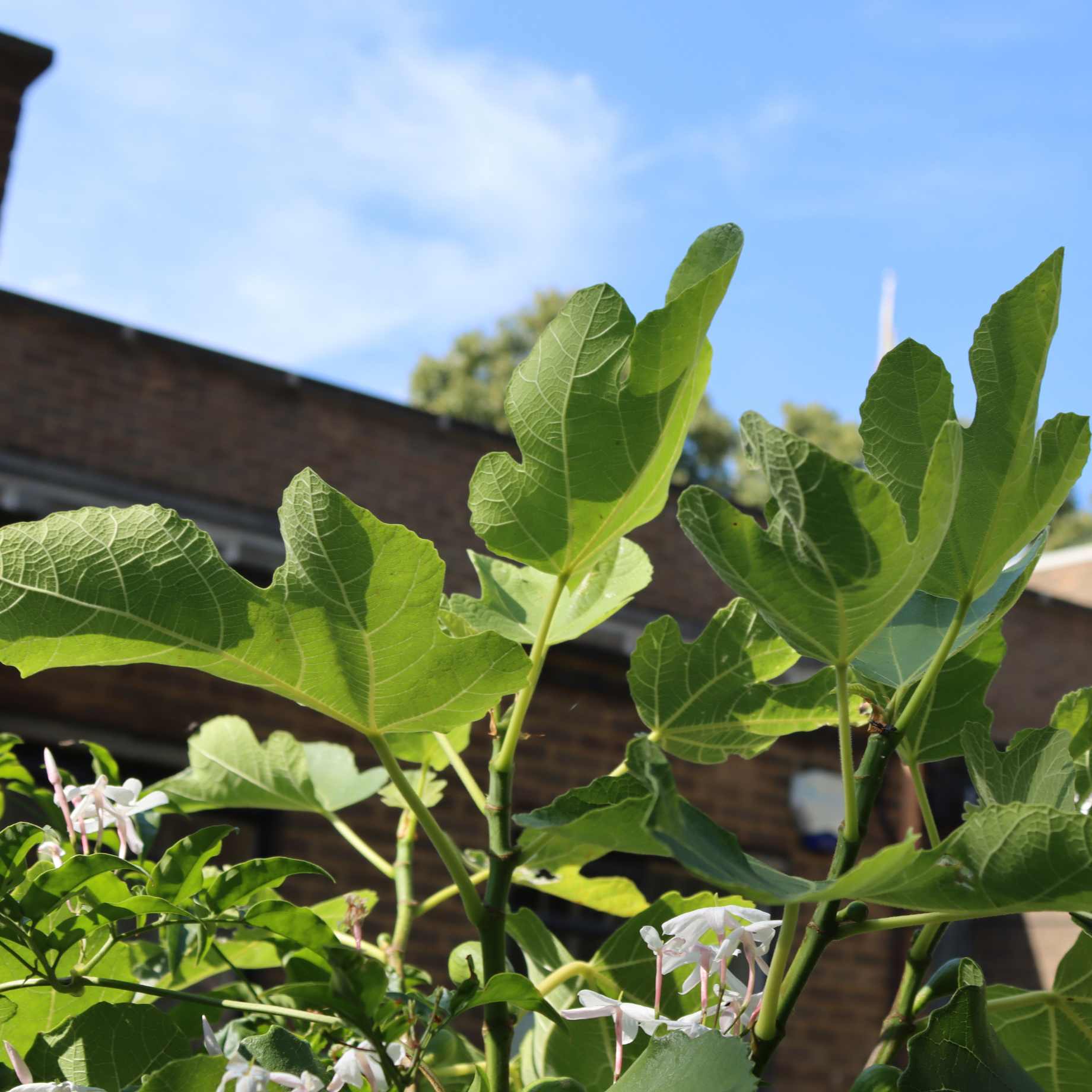 'Dalmatie' Fig Tree