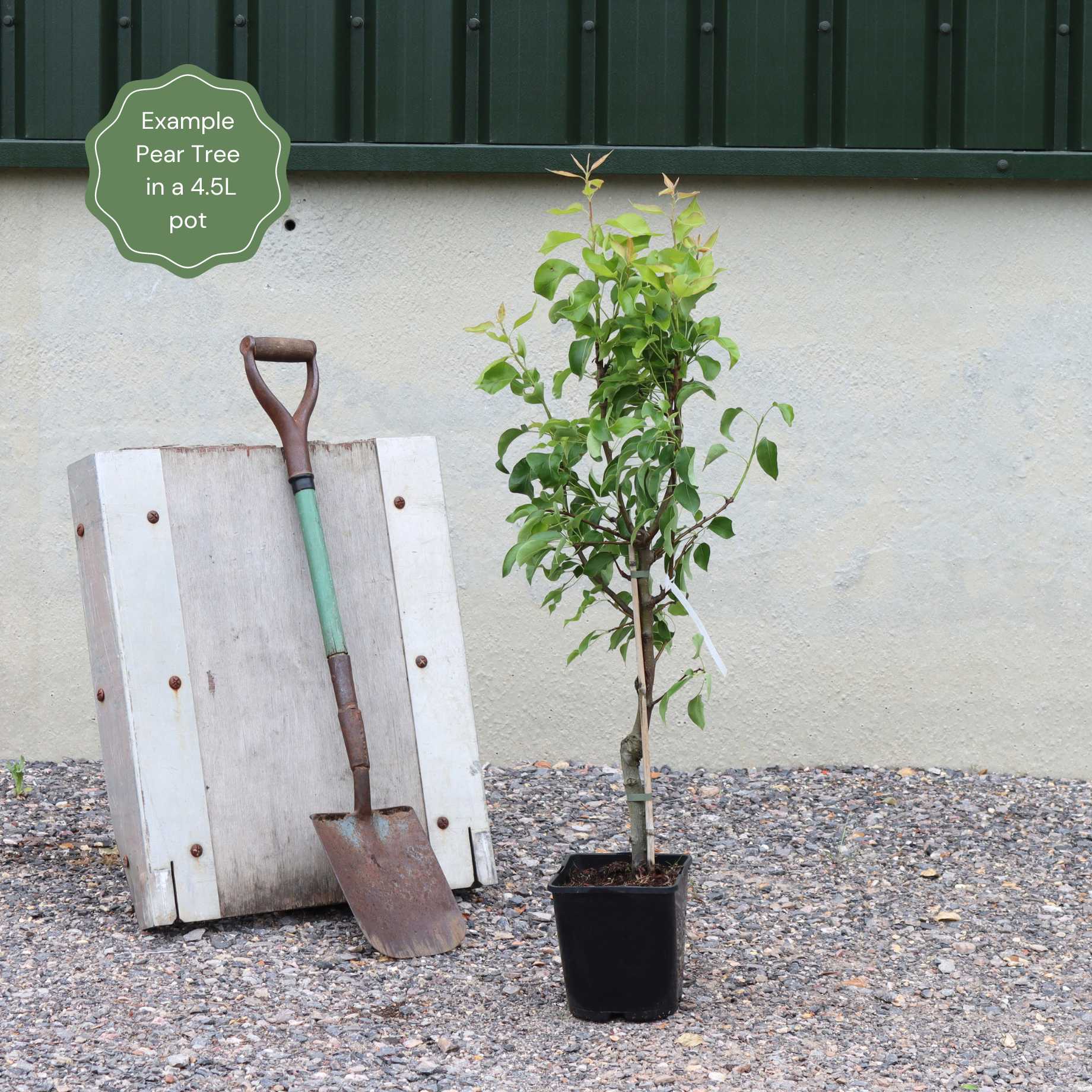 Patio Pear Tree
