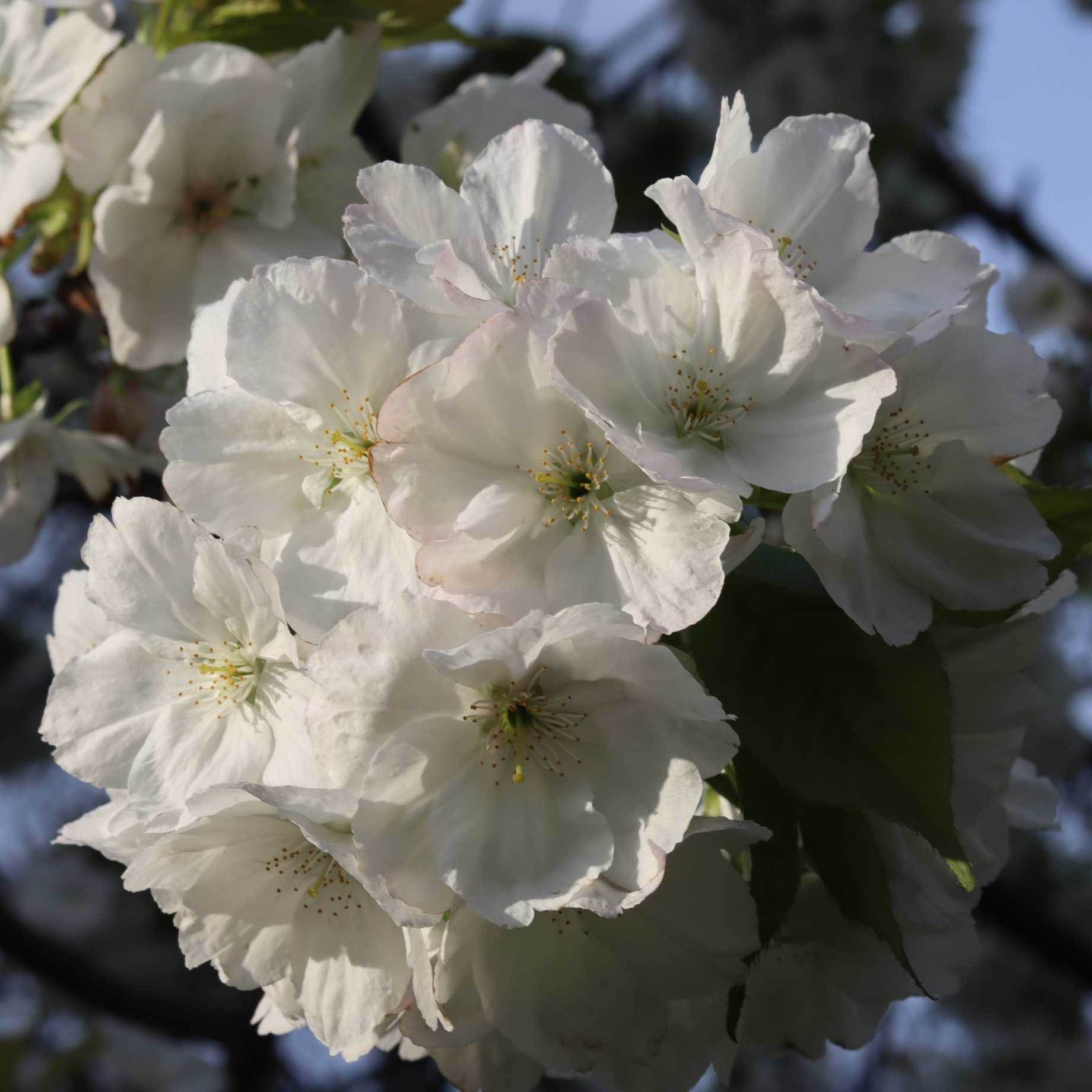 'Czar' Plum Tree