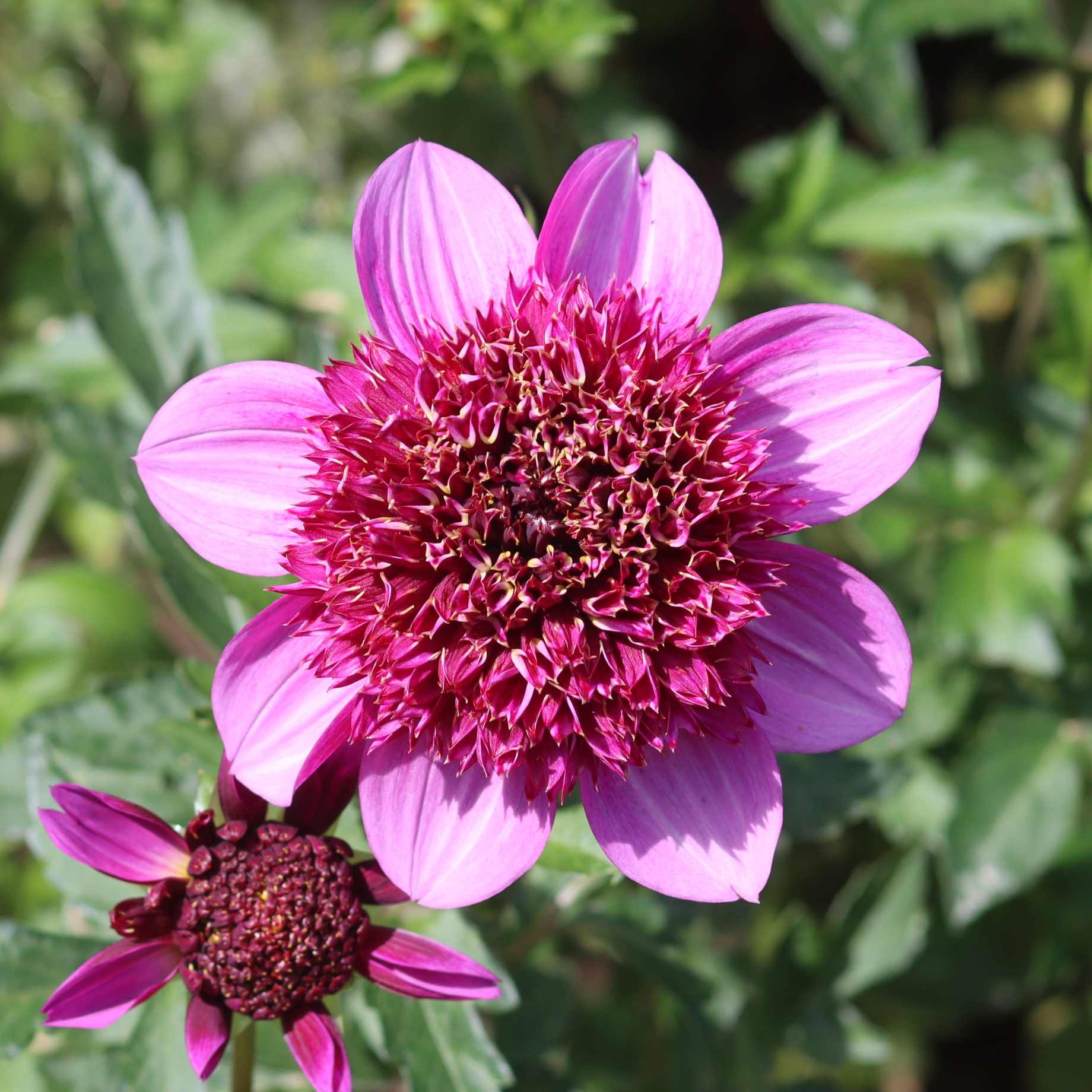 Dahlia 'Poodle Skirt'