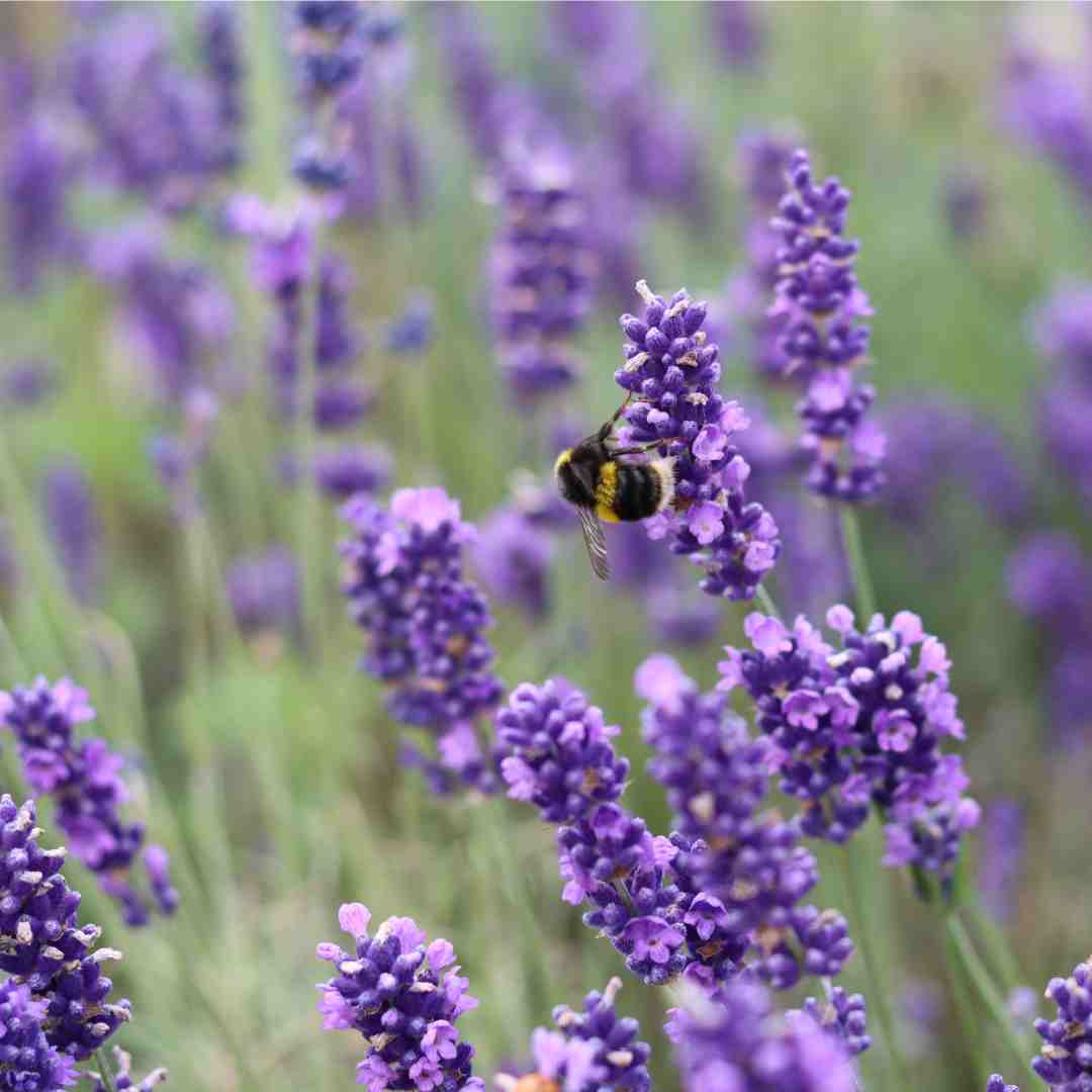 Lavandula angustifolia