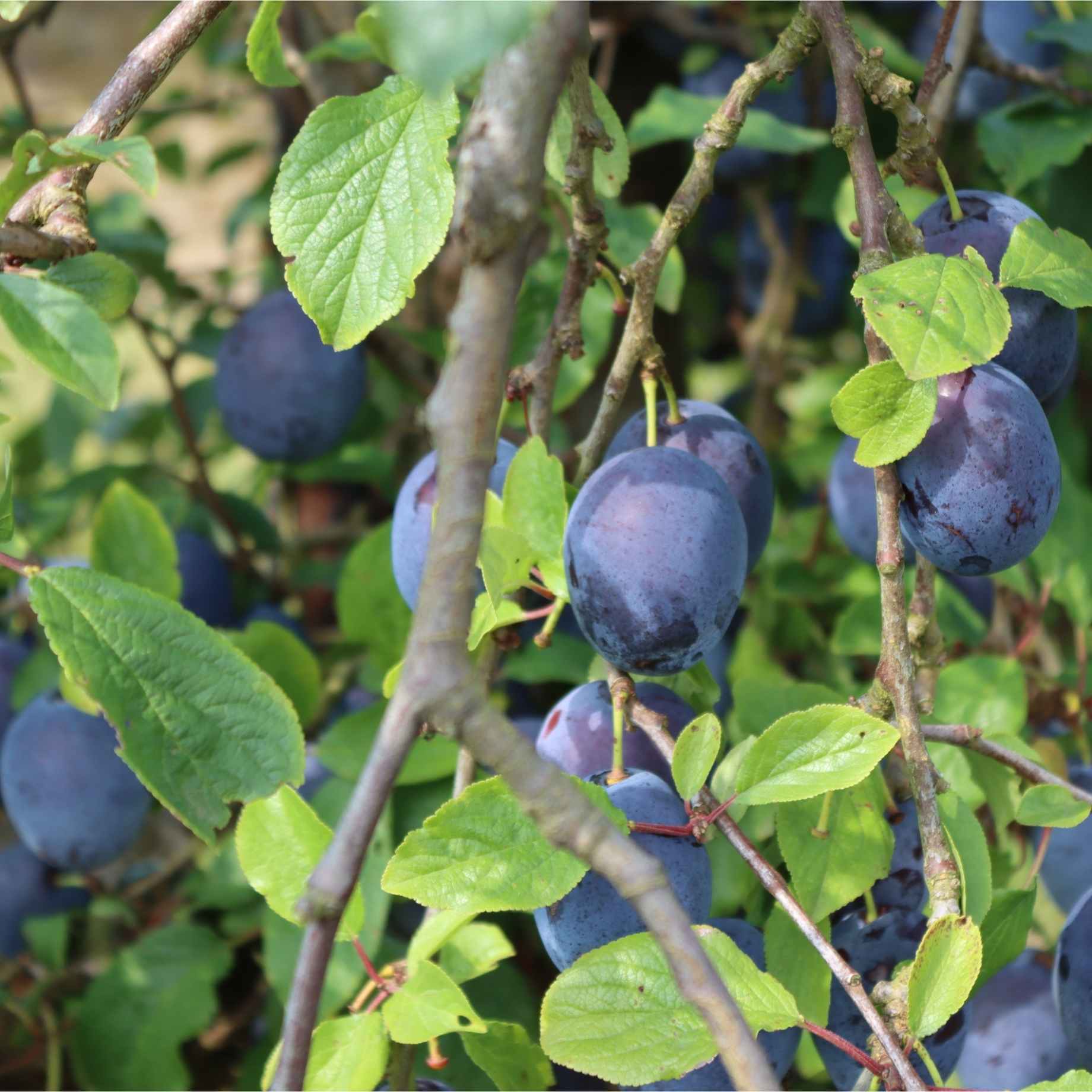 'Merryweather' Damson Tree