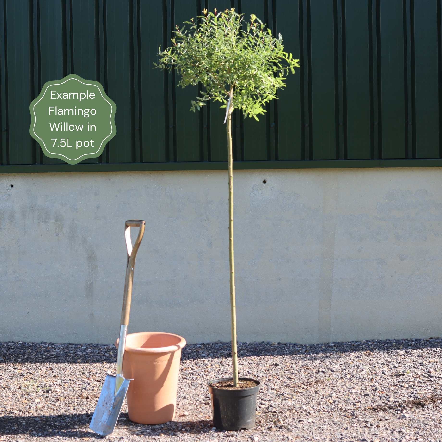 Salix integra 'Hakuro-Nishiki'
