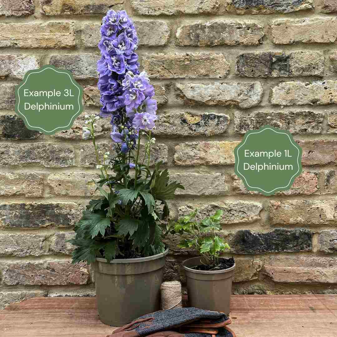 Delphinium 'Delgenius Breezin'