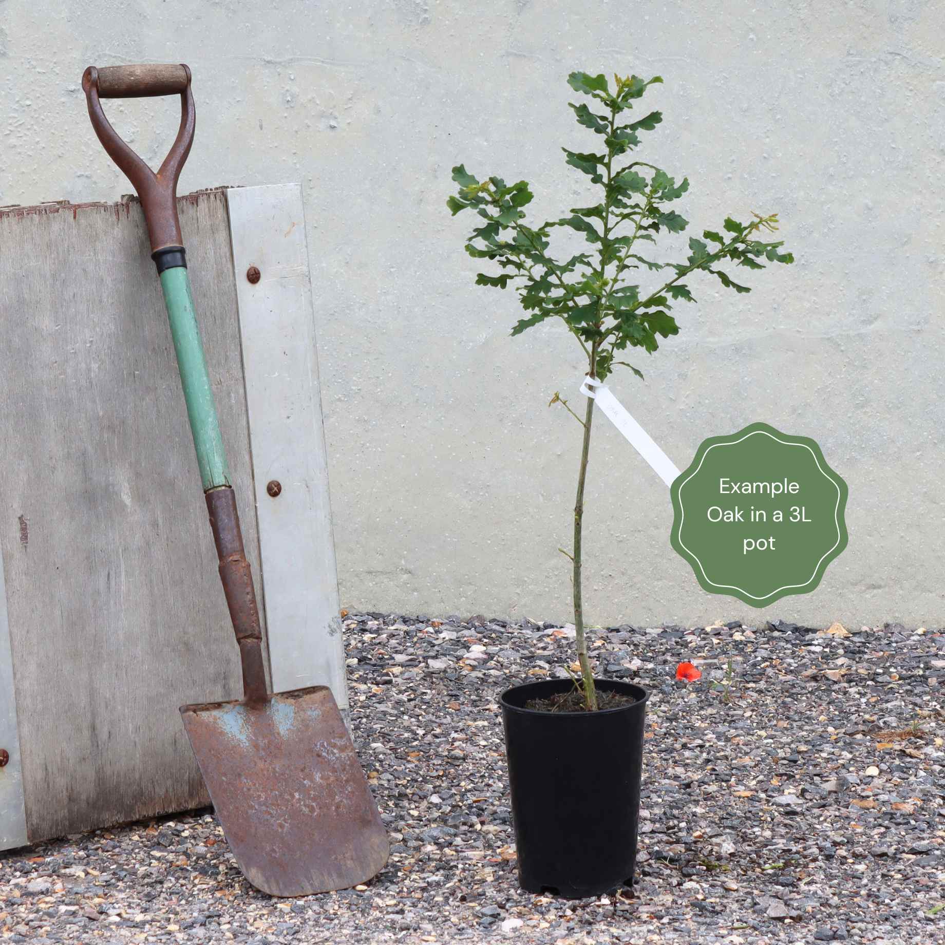 Quercus ilex