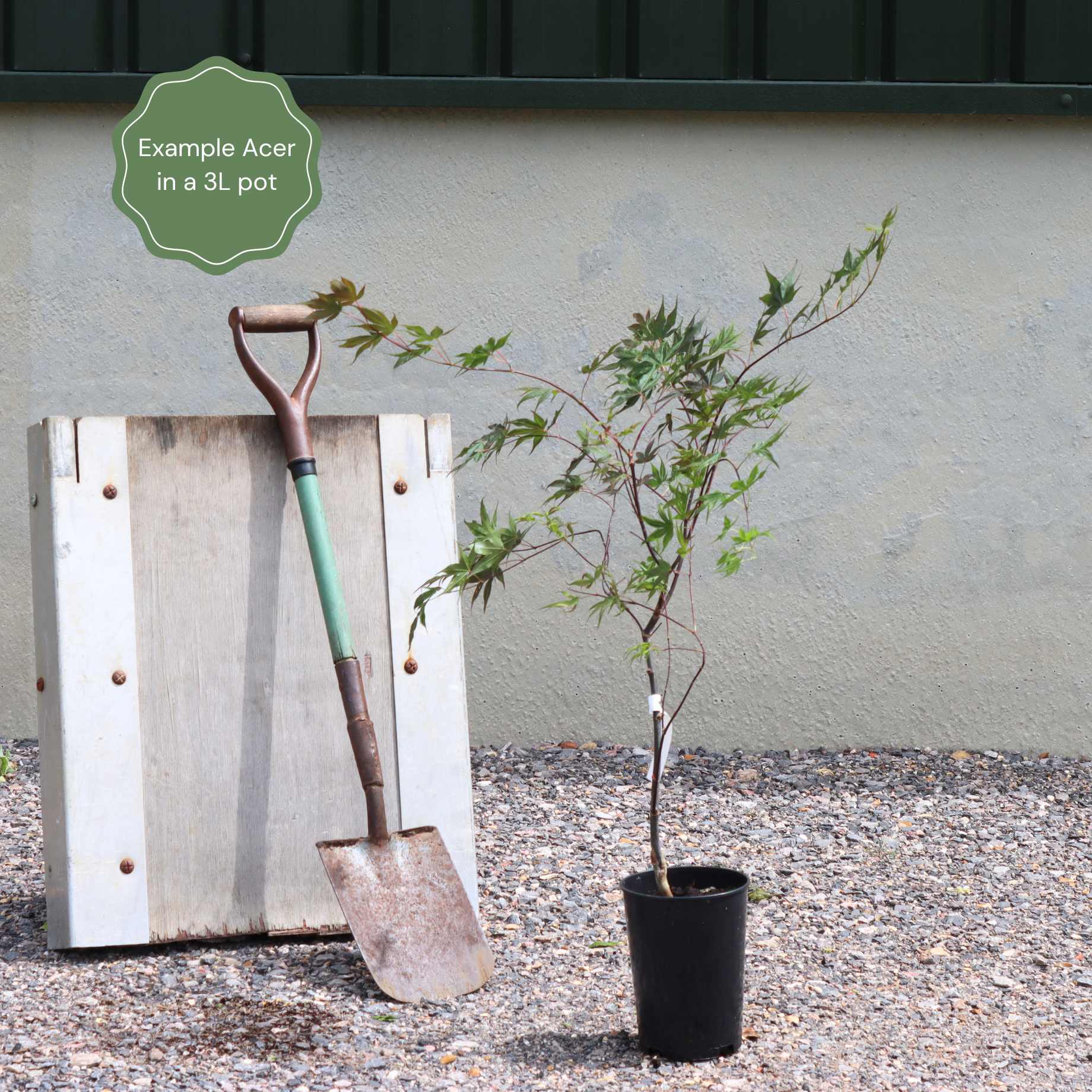 Acer palmatum dissectum 'Tamukeyama'