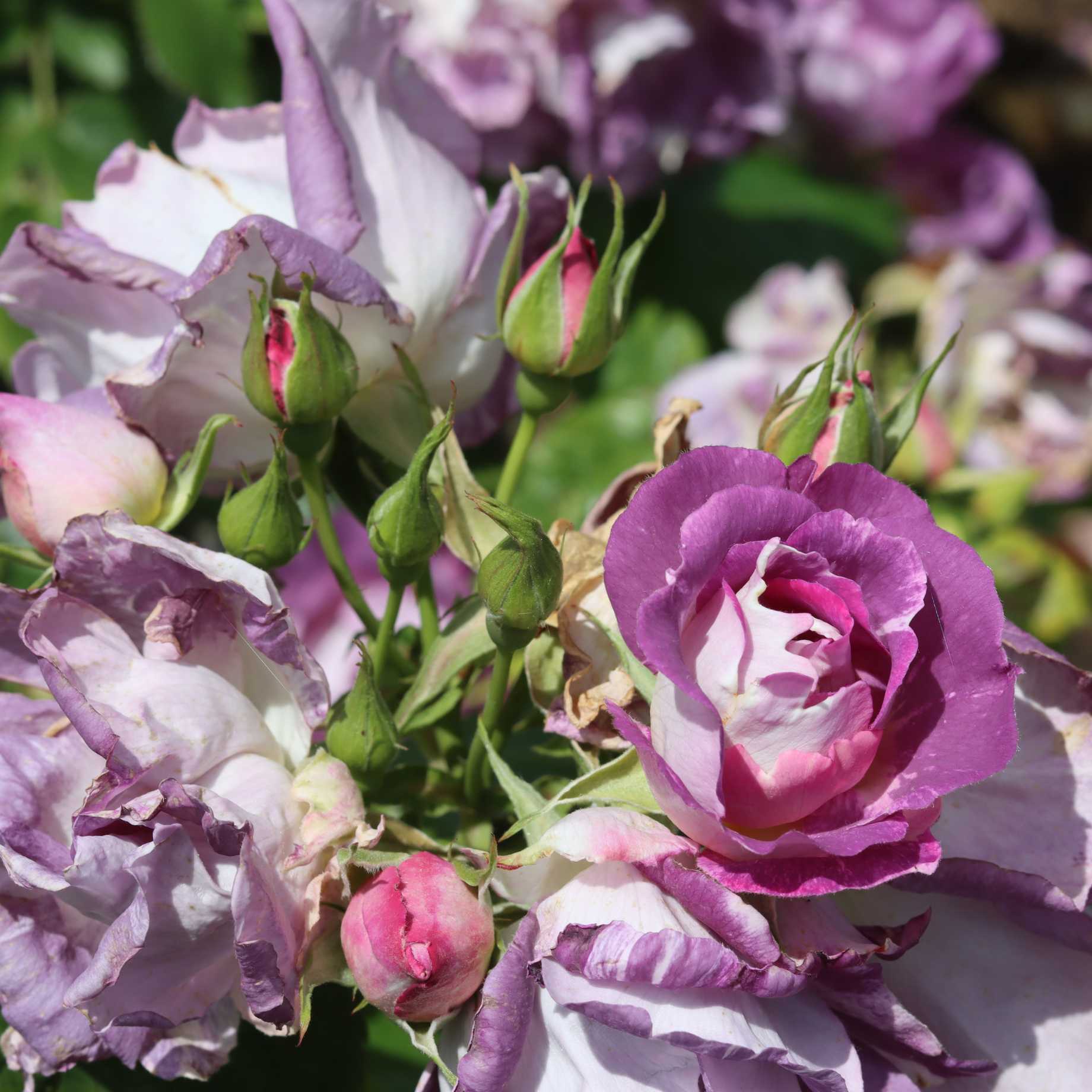 'Blue For You' Floribunda Rose