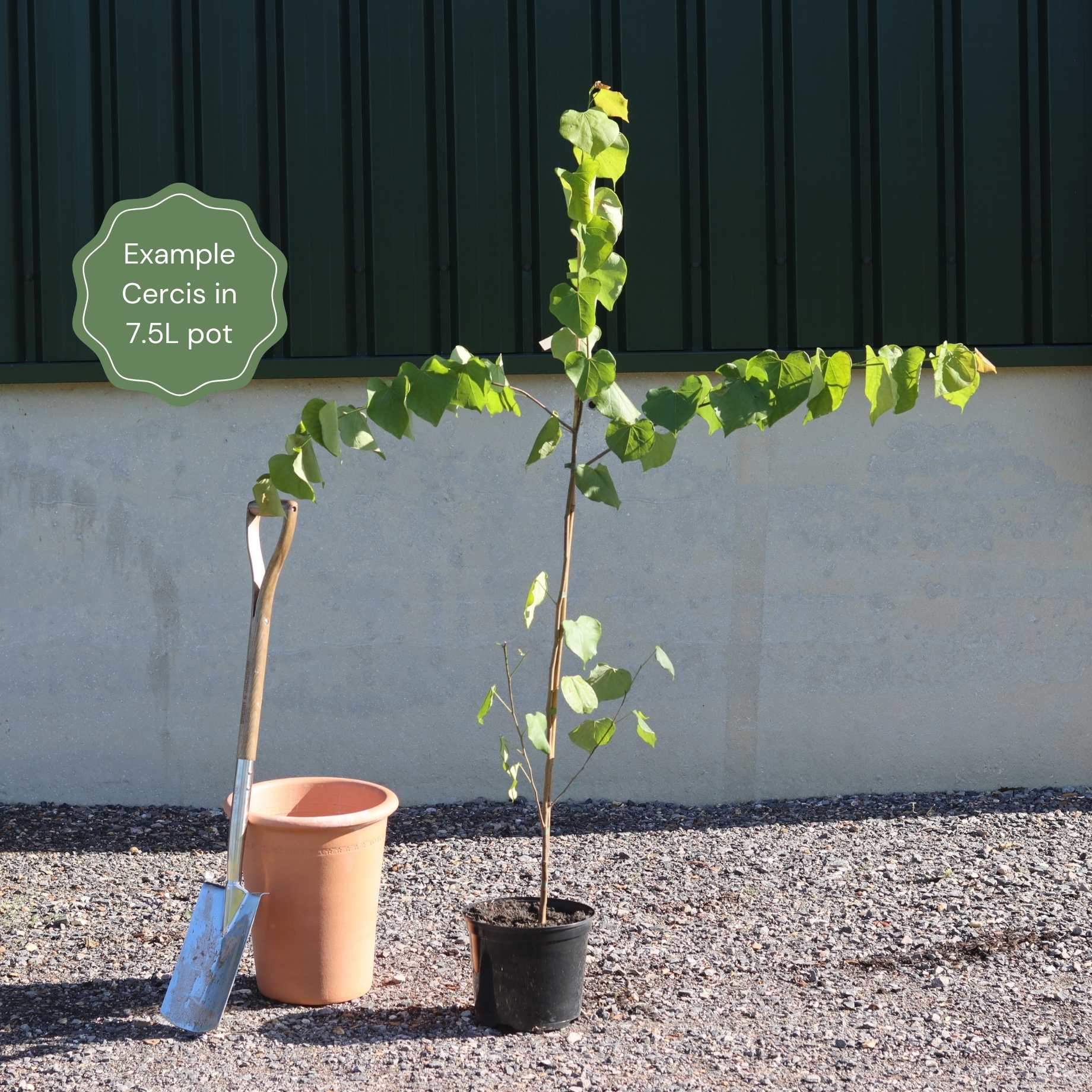 Cercis canadensis