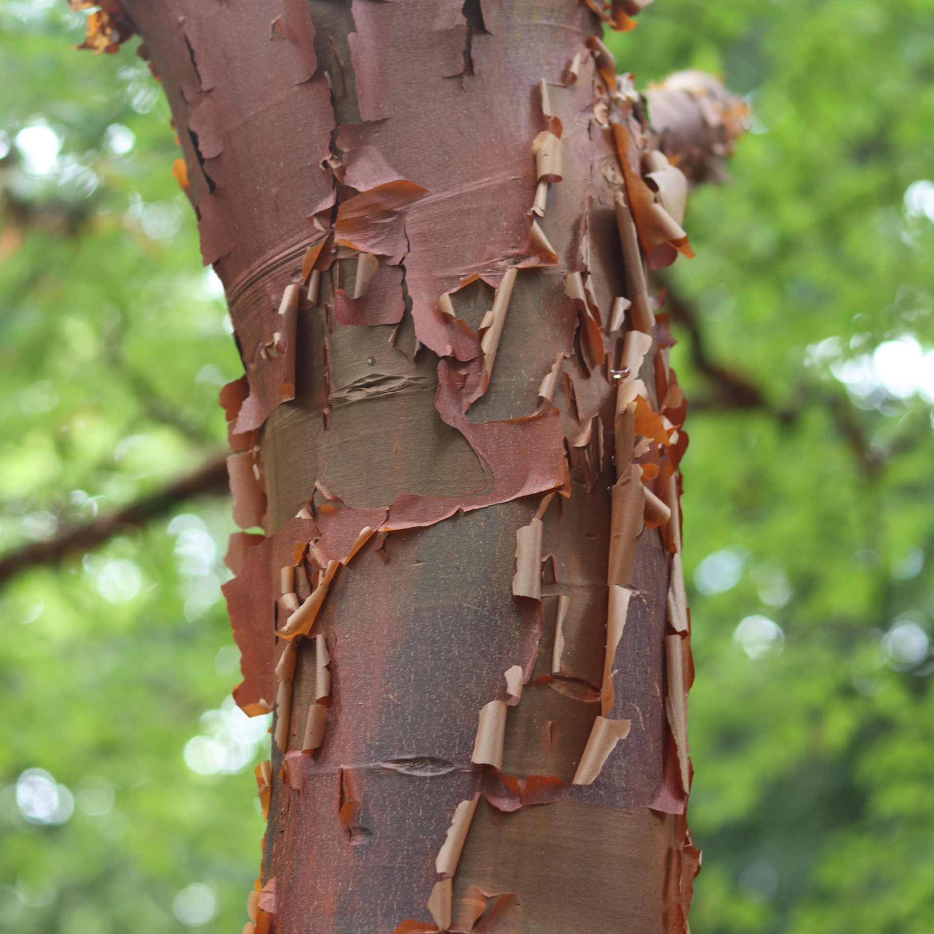 Acer griseum