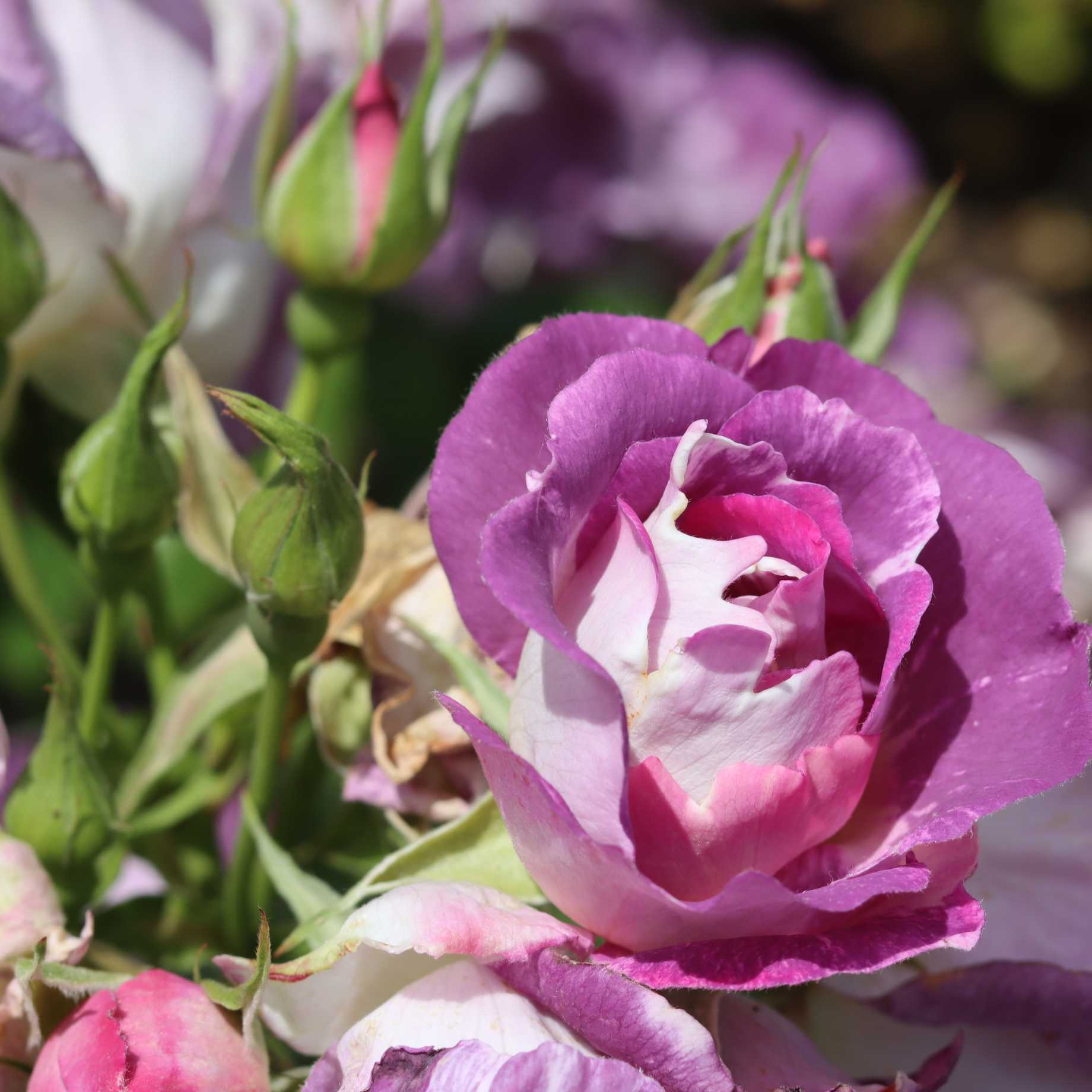 'Blue For You' Floribunda Rose