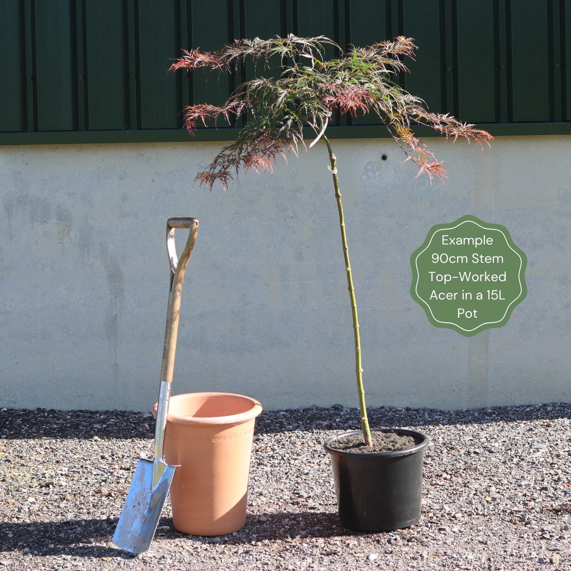 Acer palmatum 'Dissectum Viride'