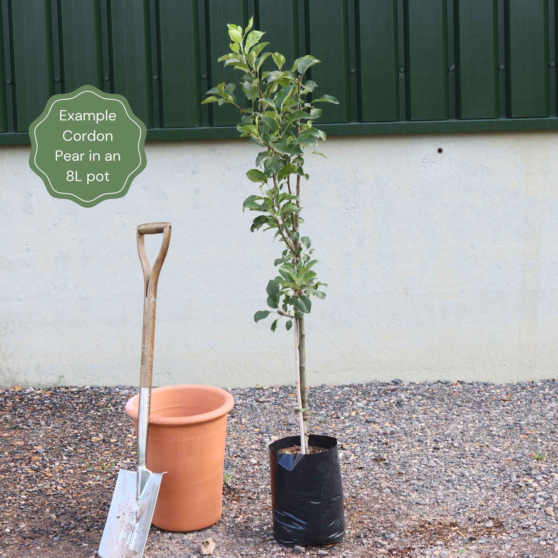 'Green Williams' Pear Tree