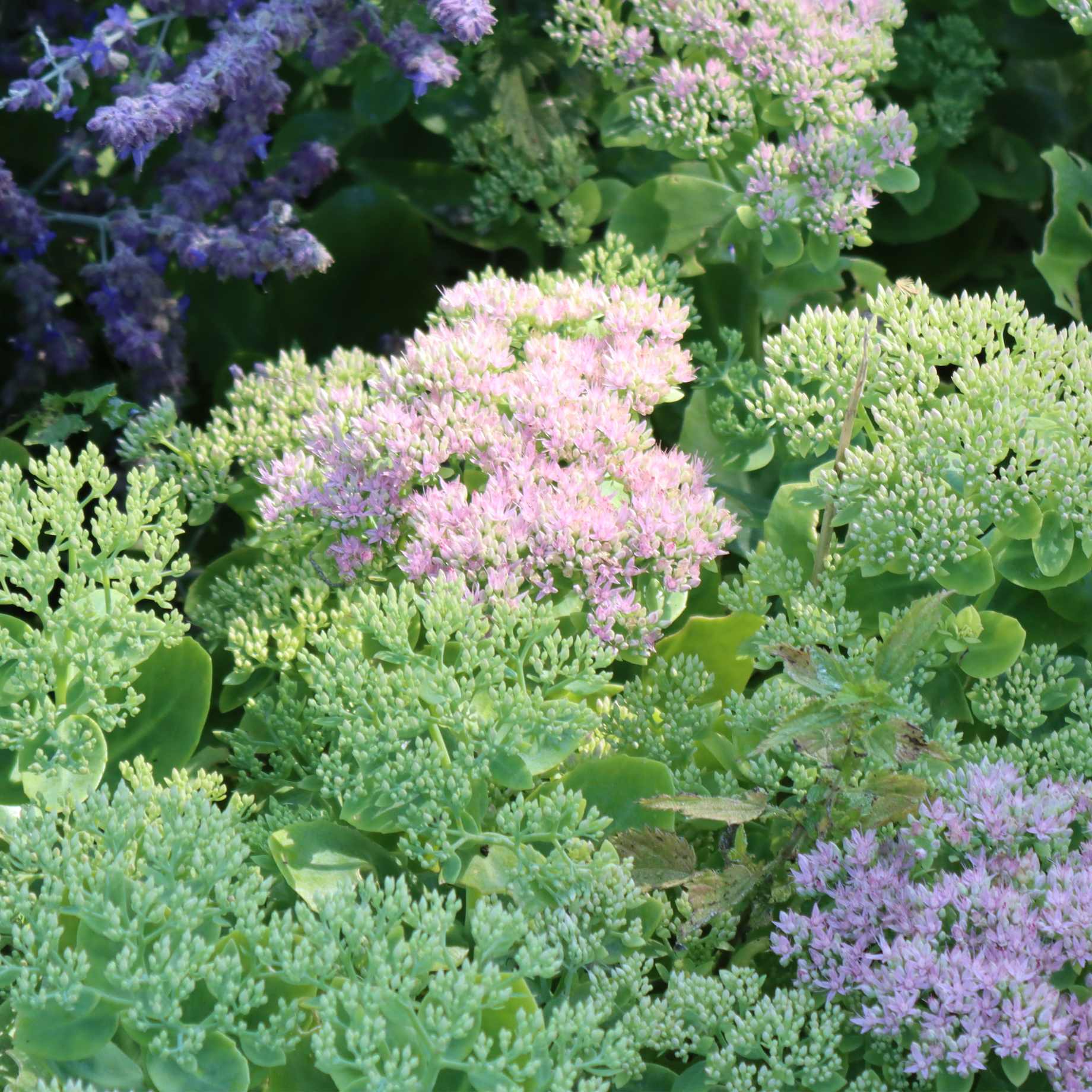 Sedum 'Autumn Joy'