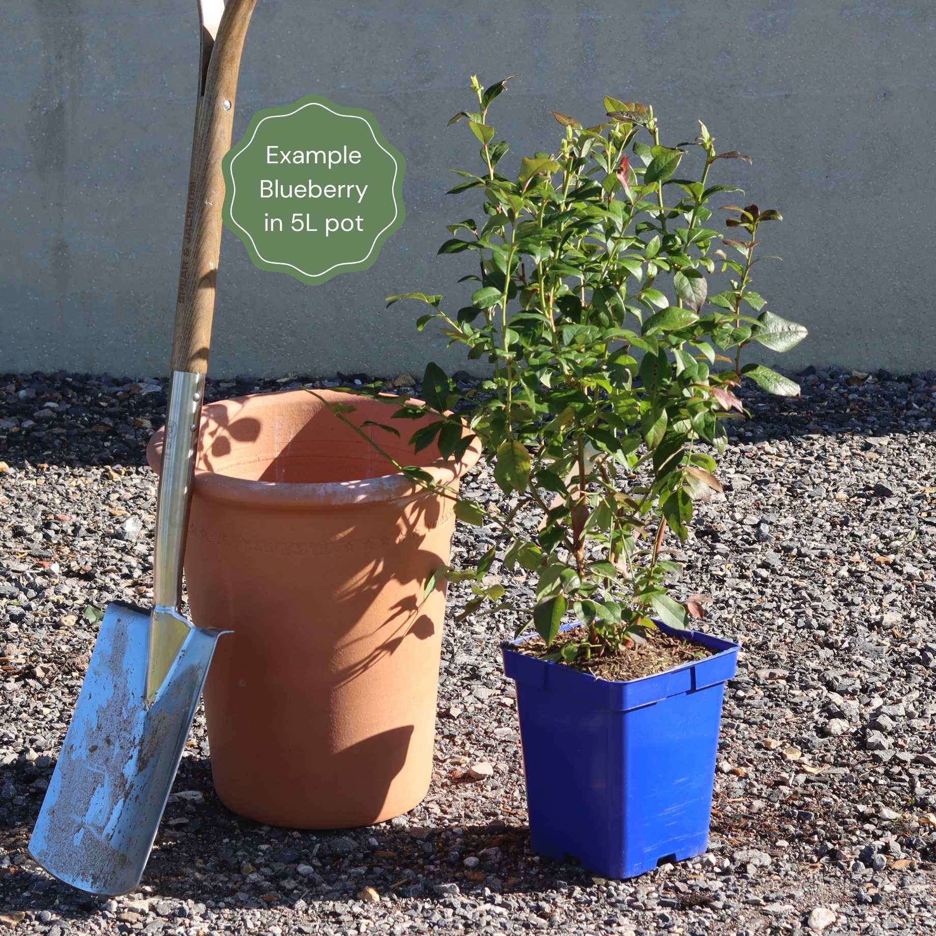 'Brigitta' Blueberry Bush