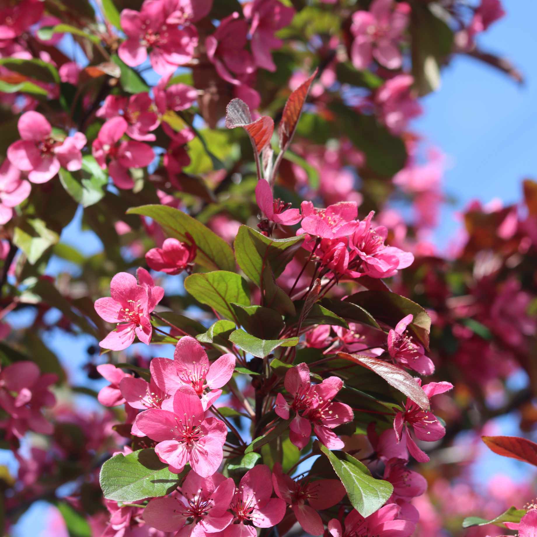 Malus moerlandsii