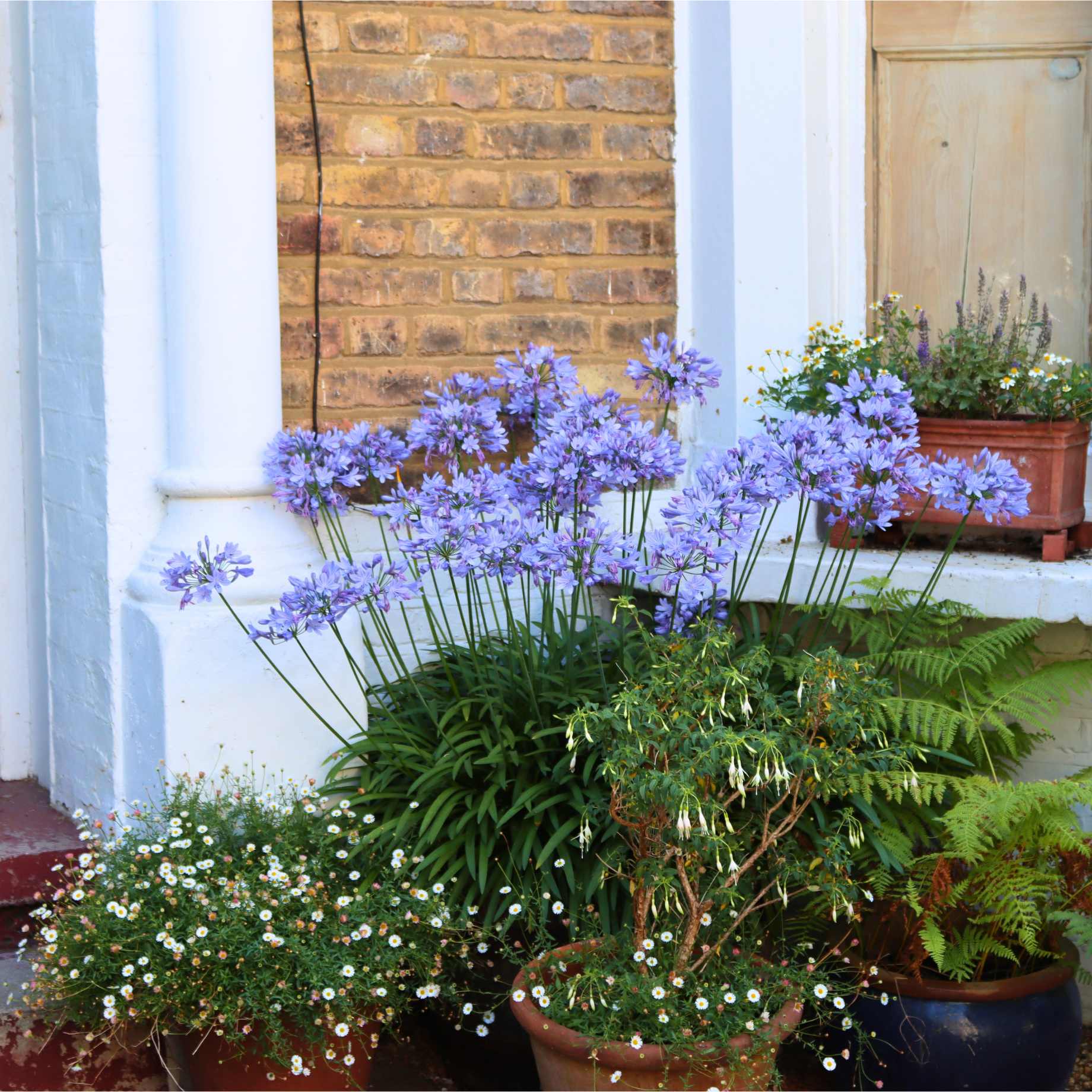 Agapanthus 'Sweet Surprise'