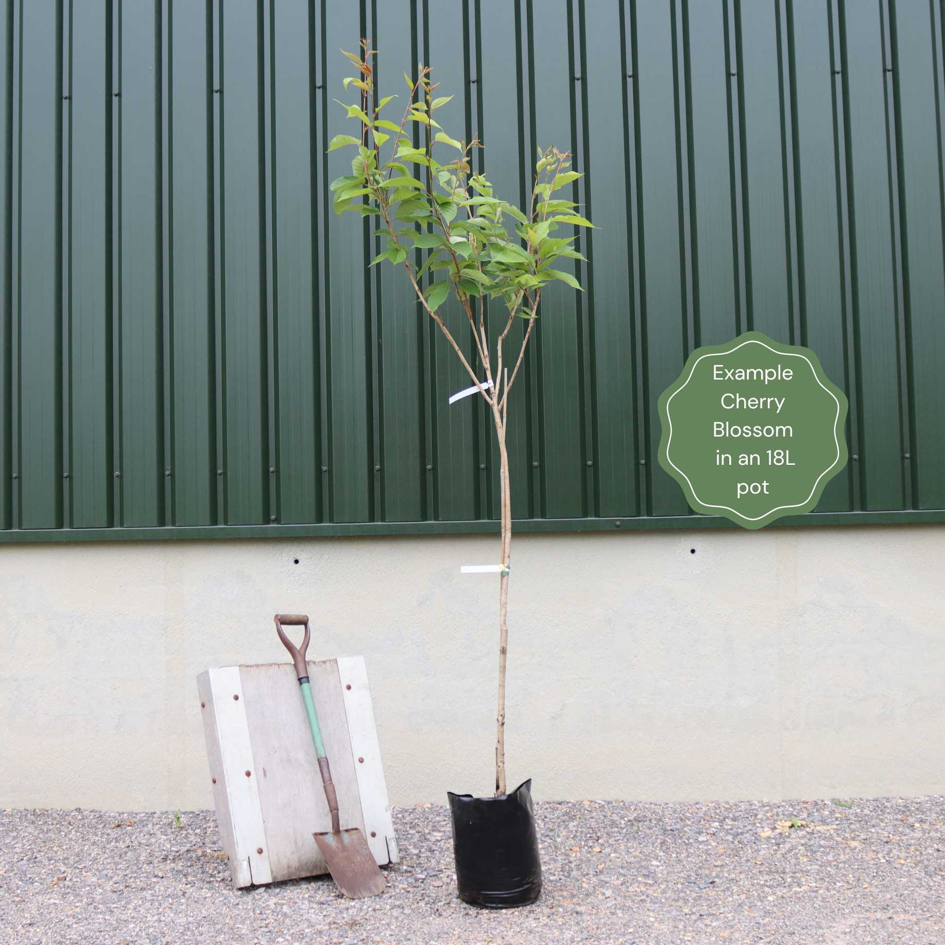 Prunus 'Shogetsu'