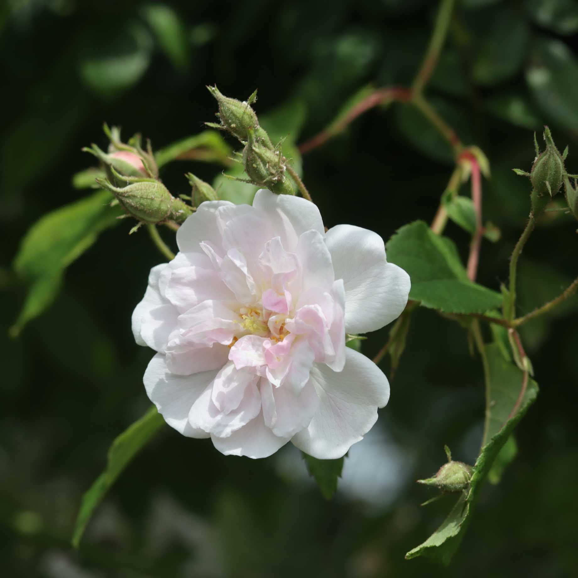 'New Dawn' Climbing Rose