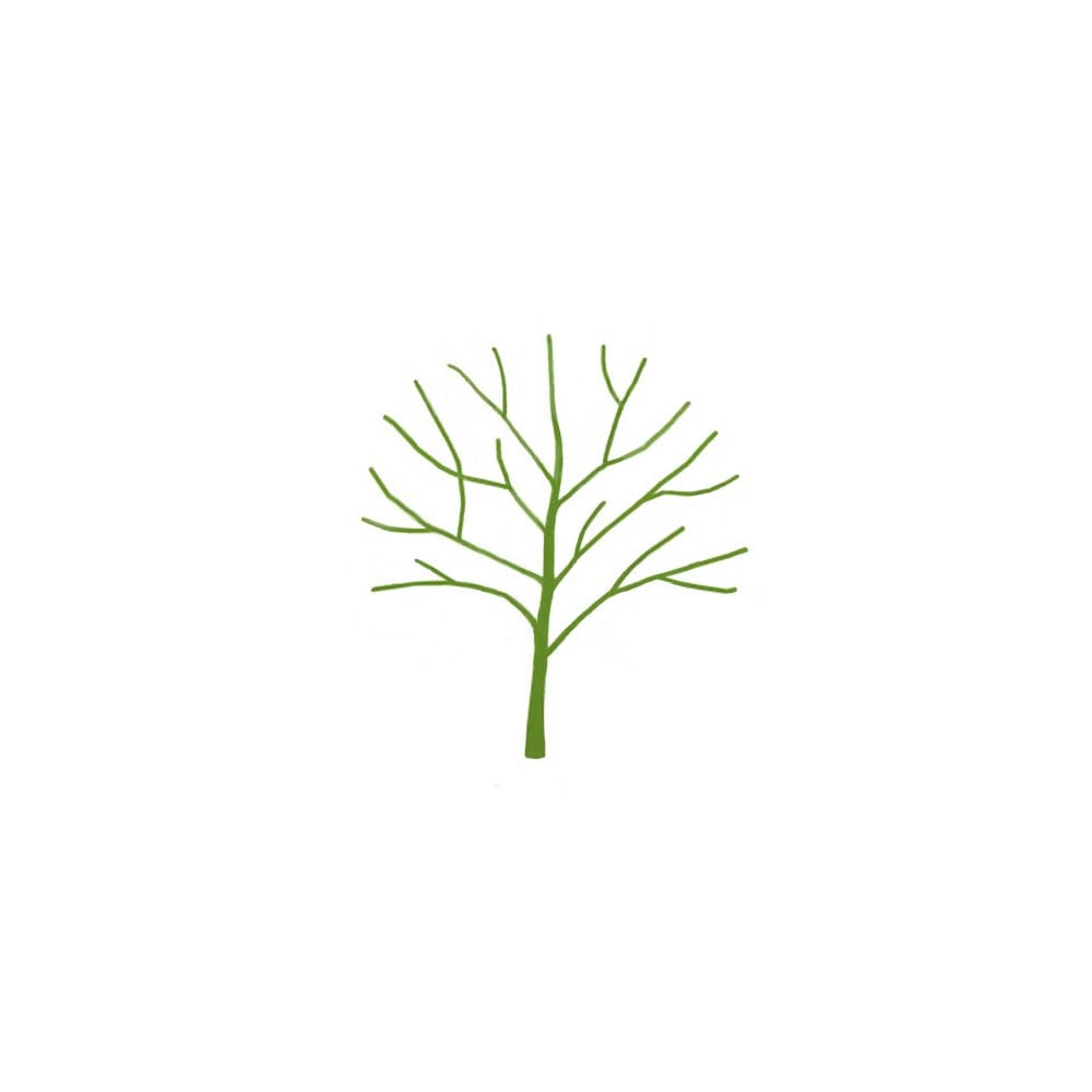 Cox Self Fertile Apple Tree