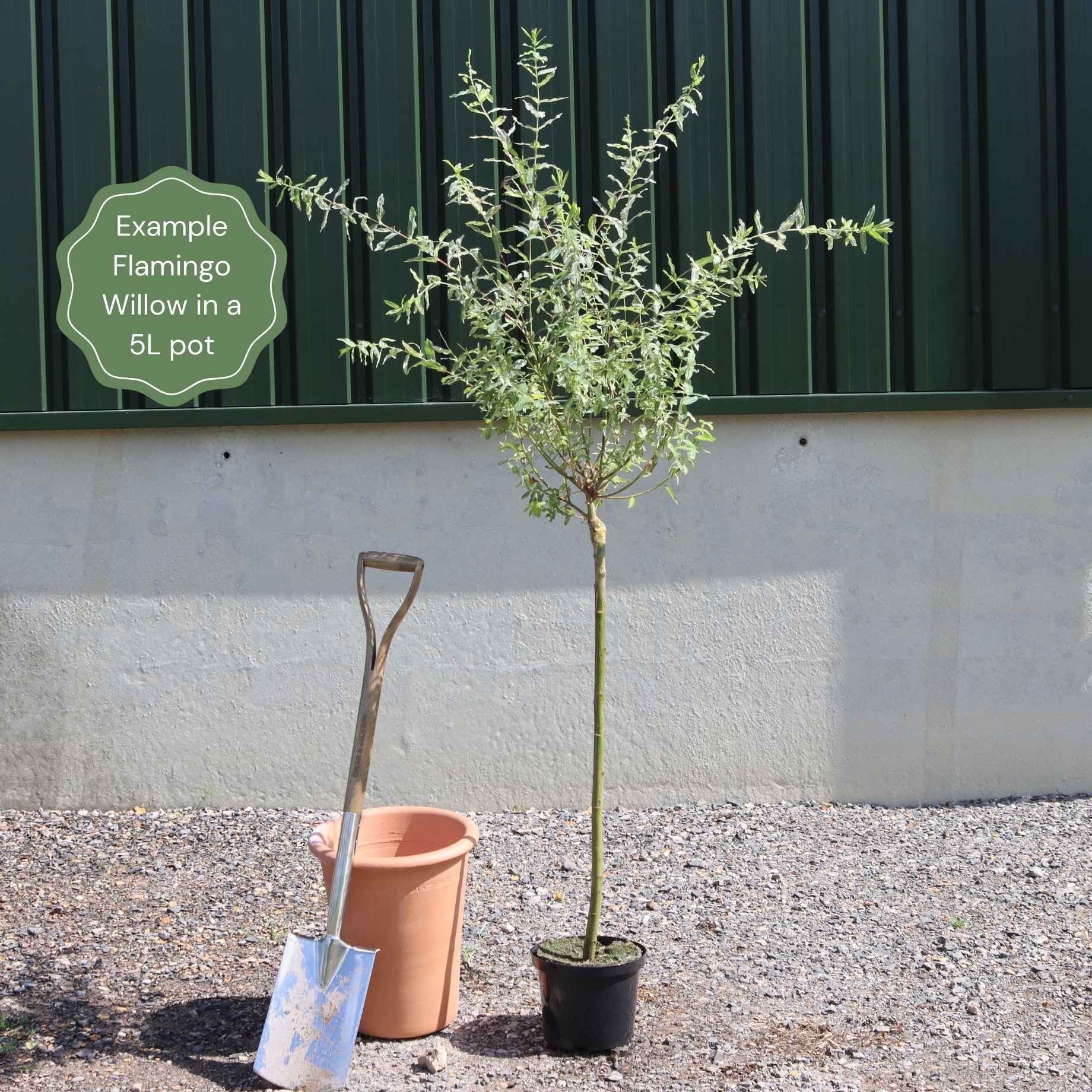 Salix integra 'Hakuro-Nishiki'