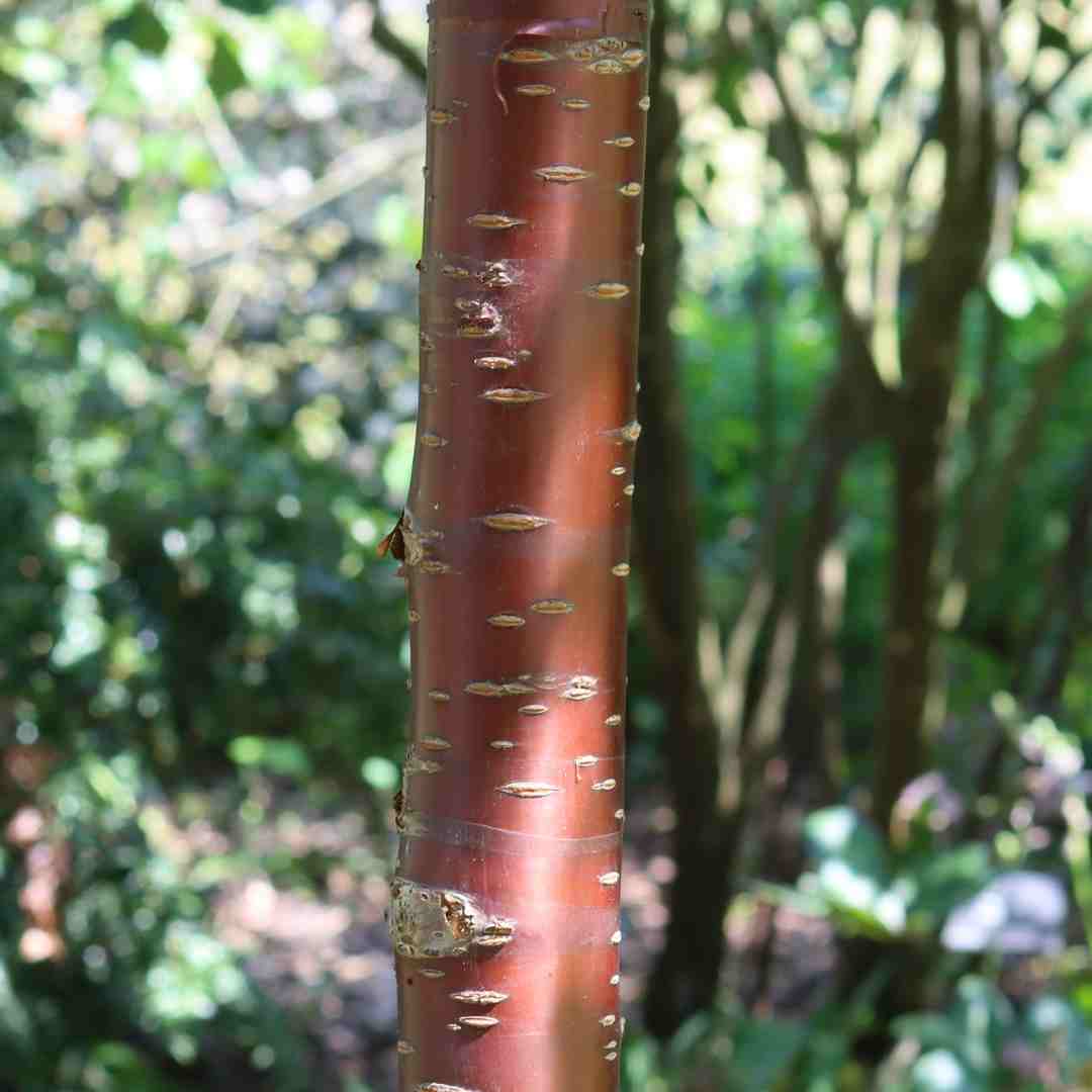 Prunus serrula