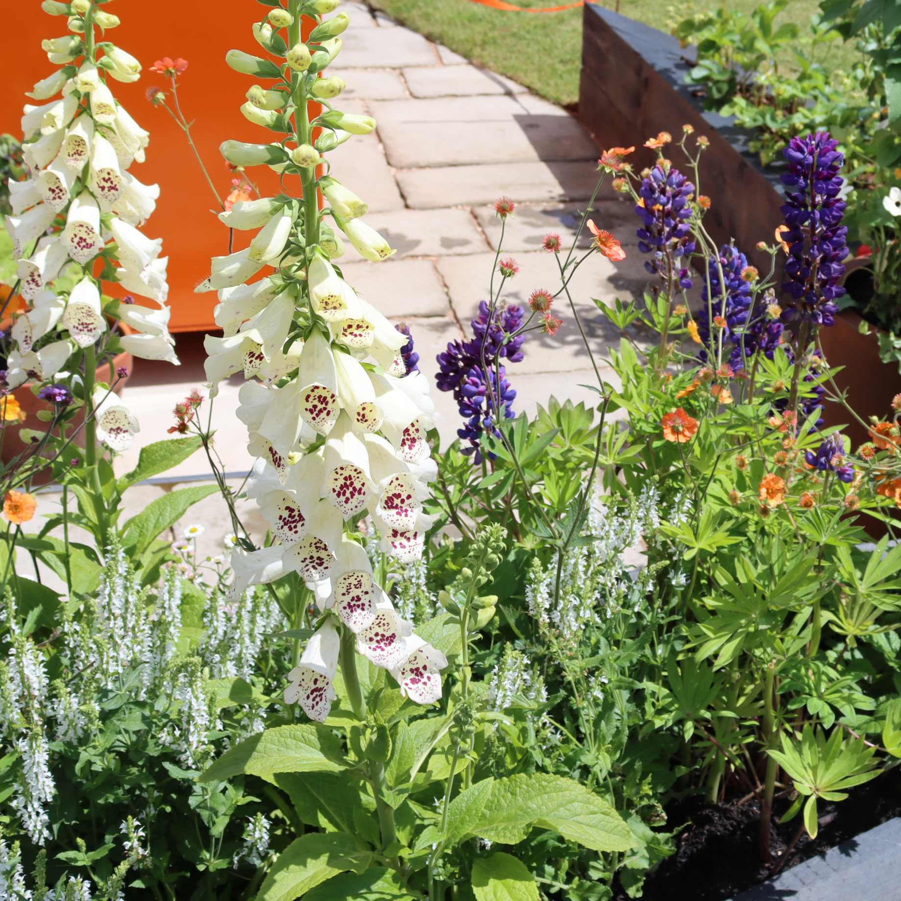 Digitalis 'Dalmatian White'