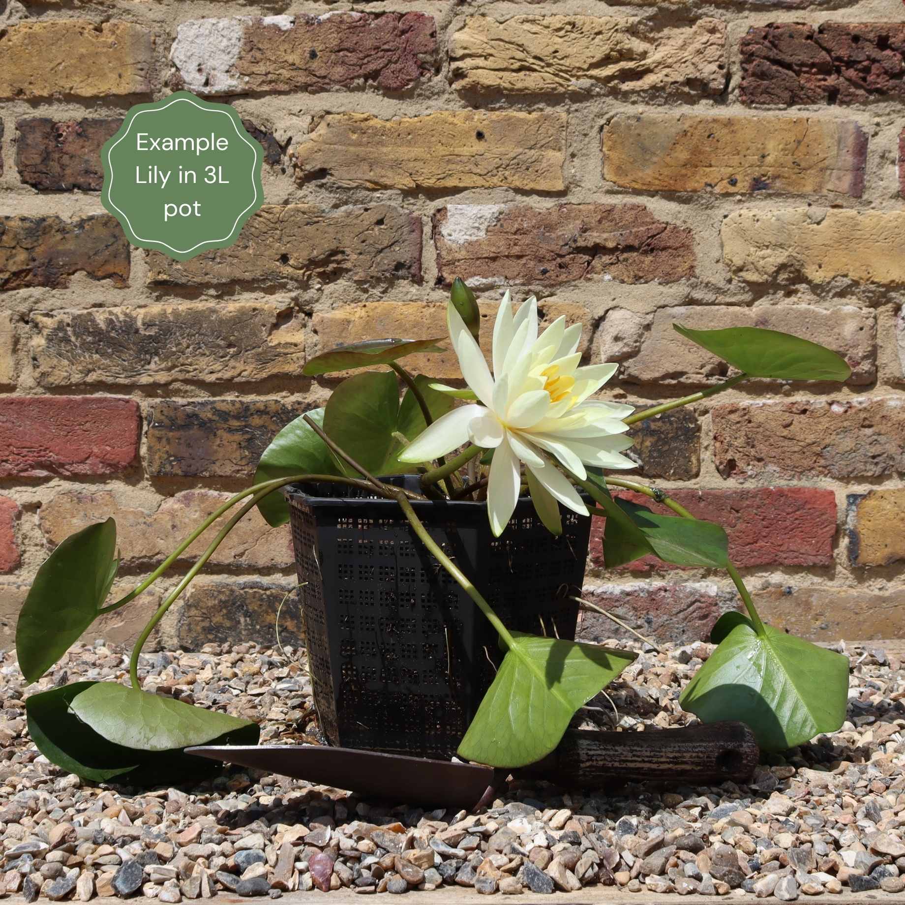 Nymphaea 'Gladstoniana'