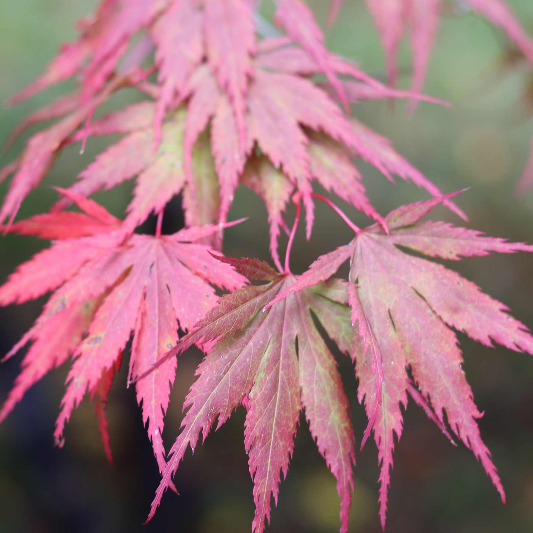 Acer palmatum 'Dissectum'