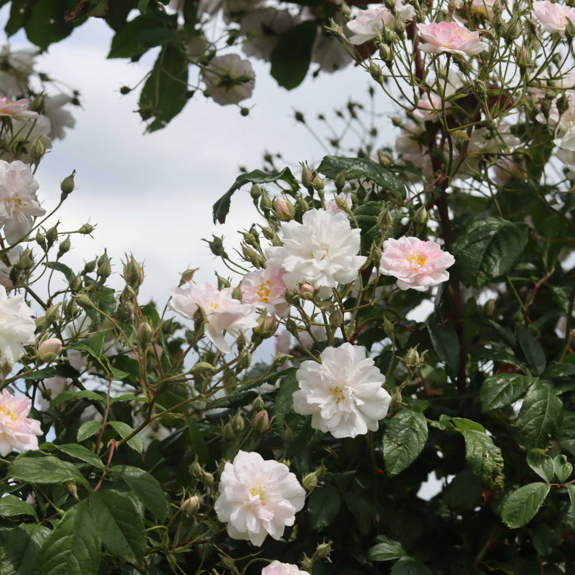 'New Dawn' Climbing Rose