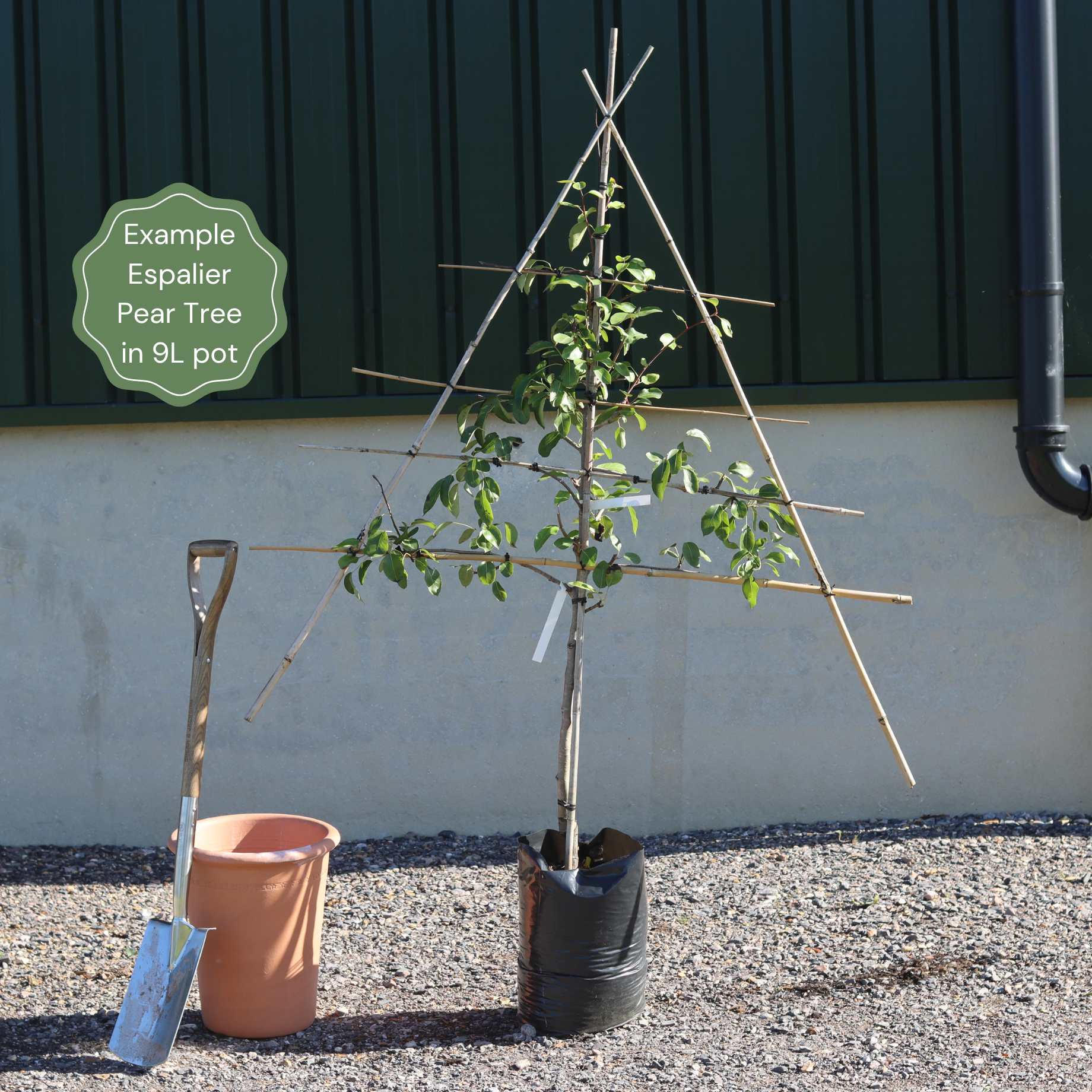 Espalier Pear Tree