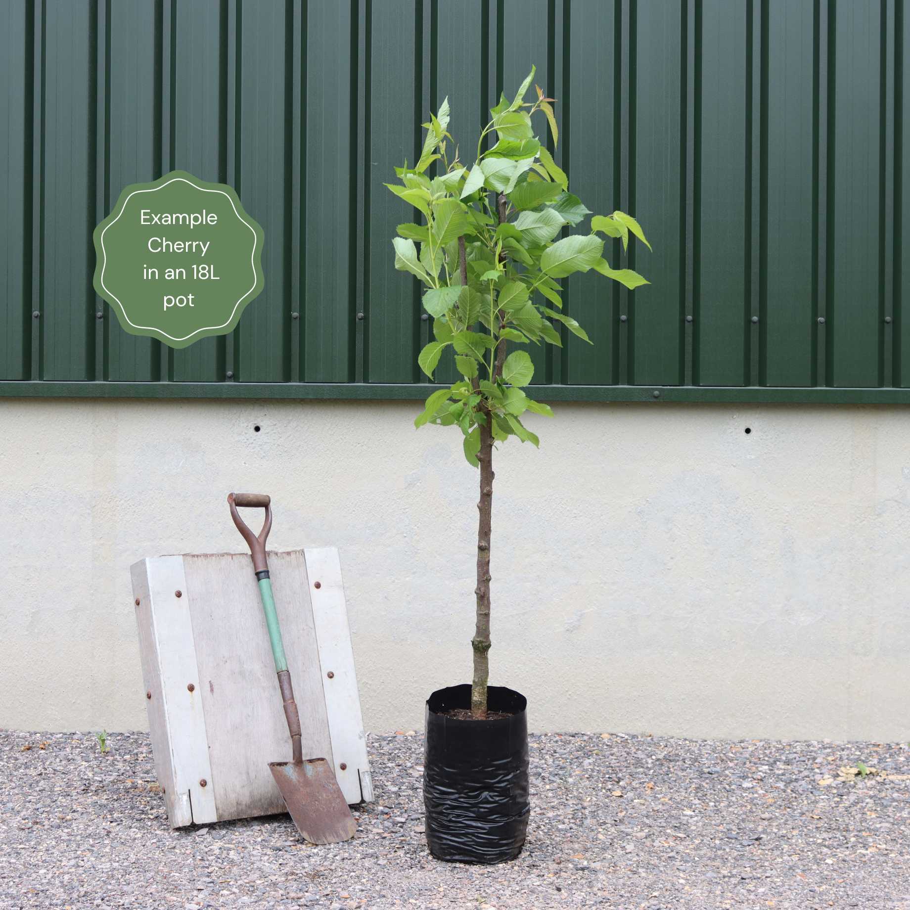 'Kordia' Cherry Tree