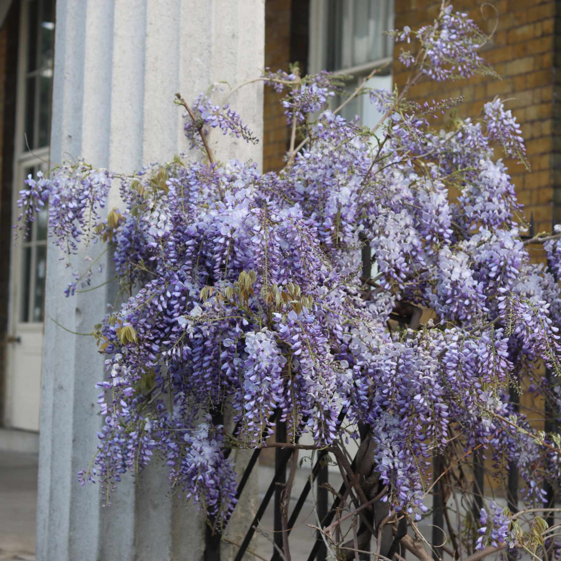 Wisteria sinensis 'Caroline'