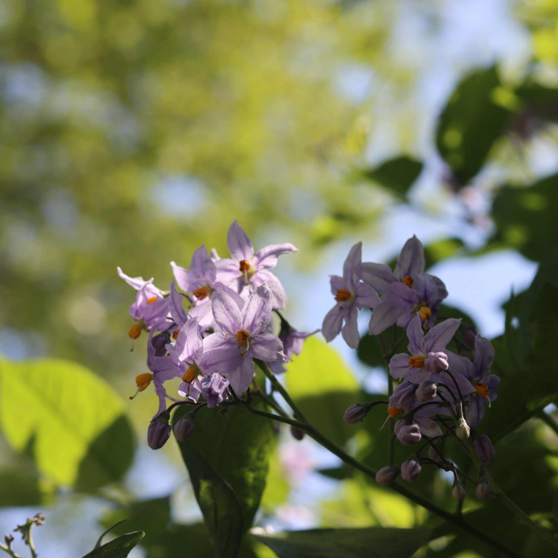 Solanum crispum 'Glasnevin'