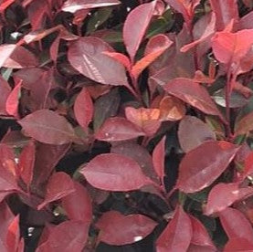 Photinia Little Red Robin Ball 50-60cm 18 Litre Pot