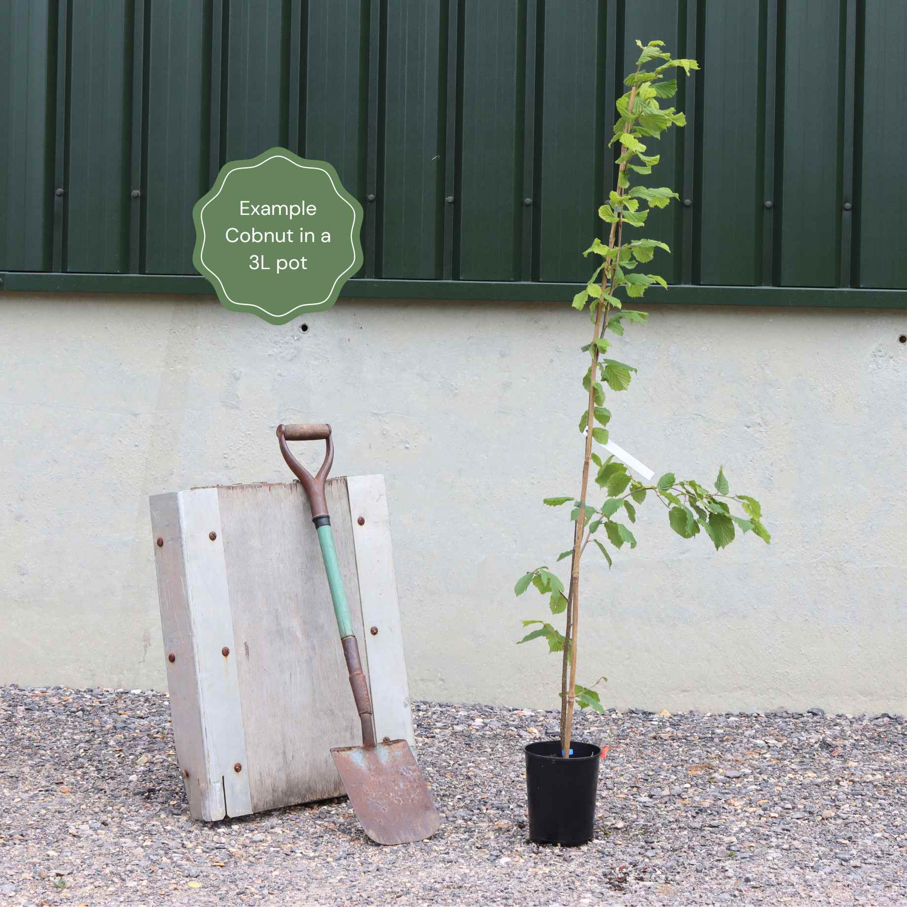 'Kentish Cob' Hazelnut Tree