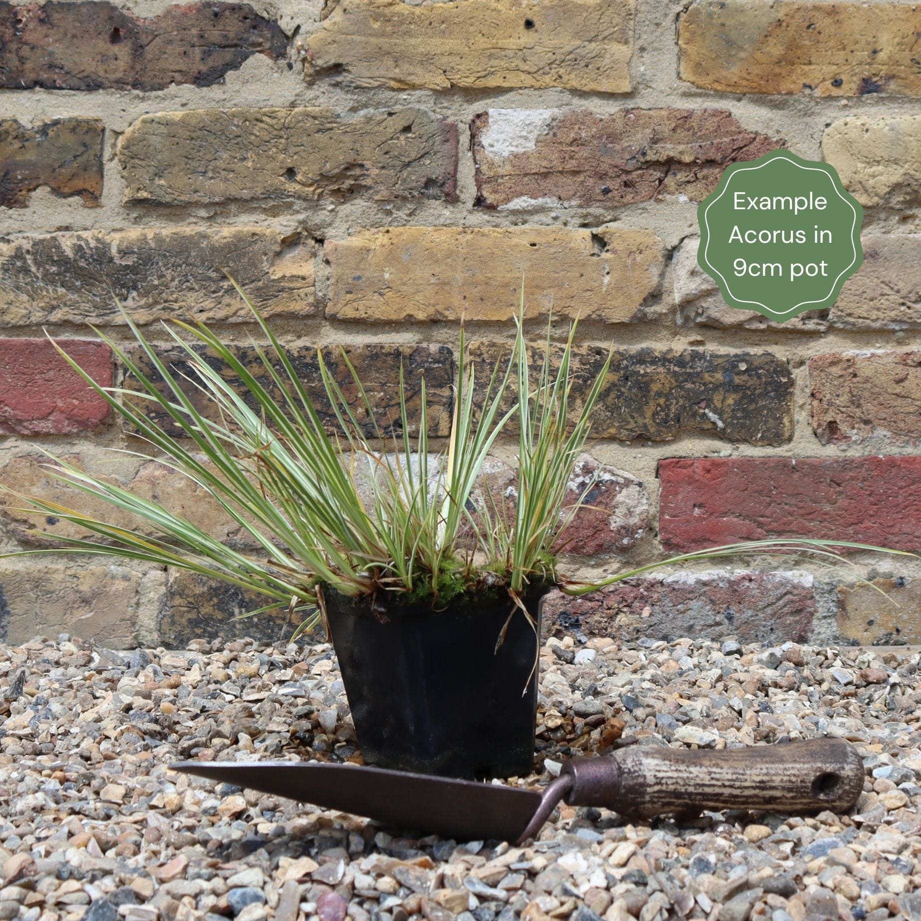 Acorus gramineus 'Ogon'