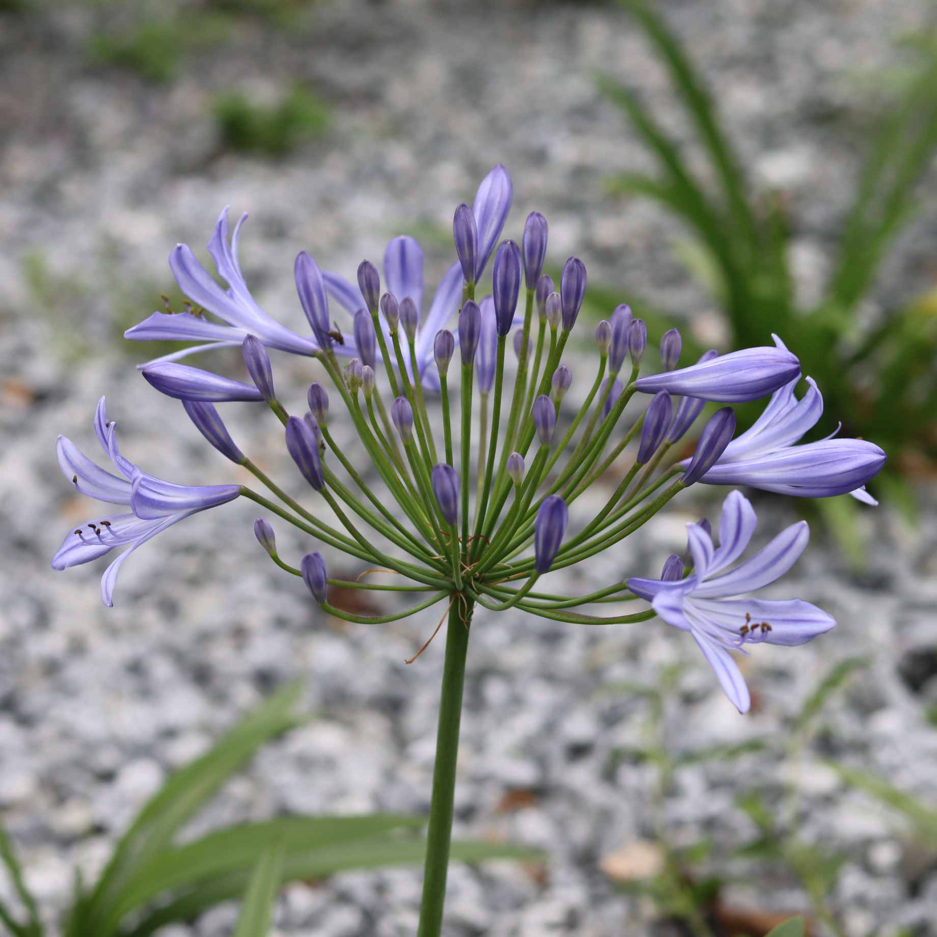 Agapanthus 'Ever Sapphire'