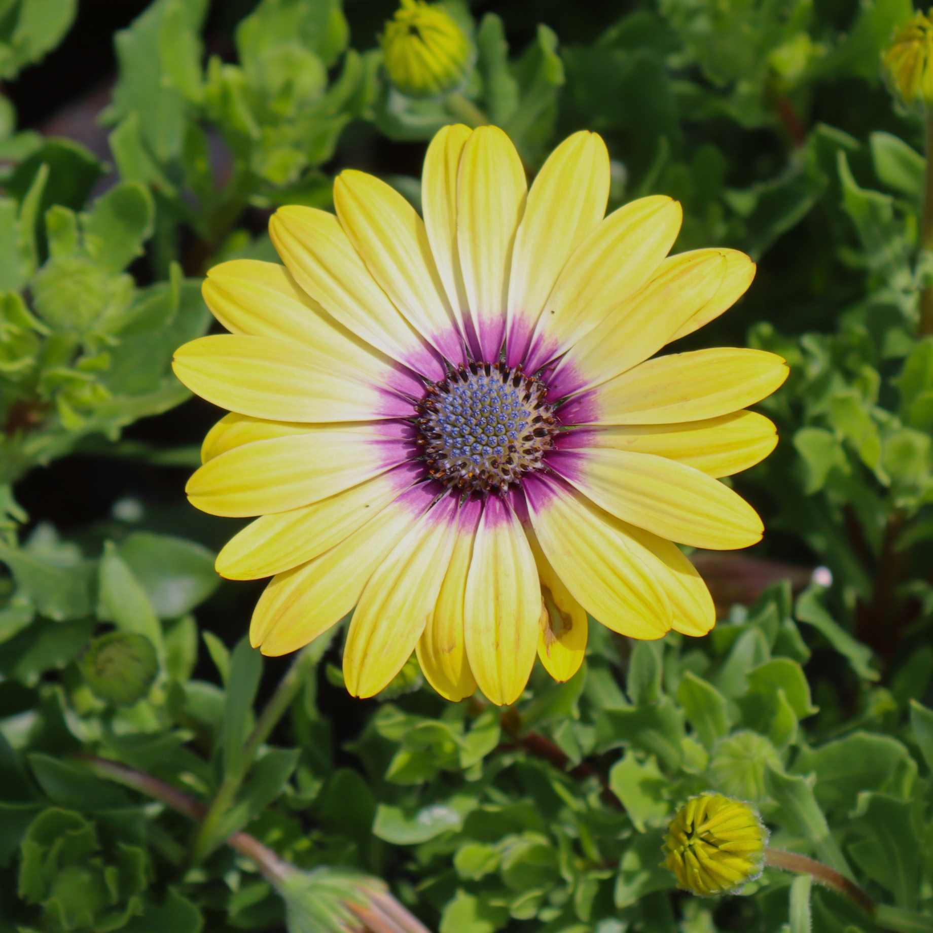 Osteospermum 'Blue Eyed Beauty'