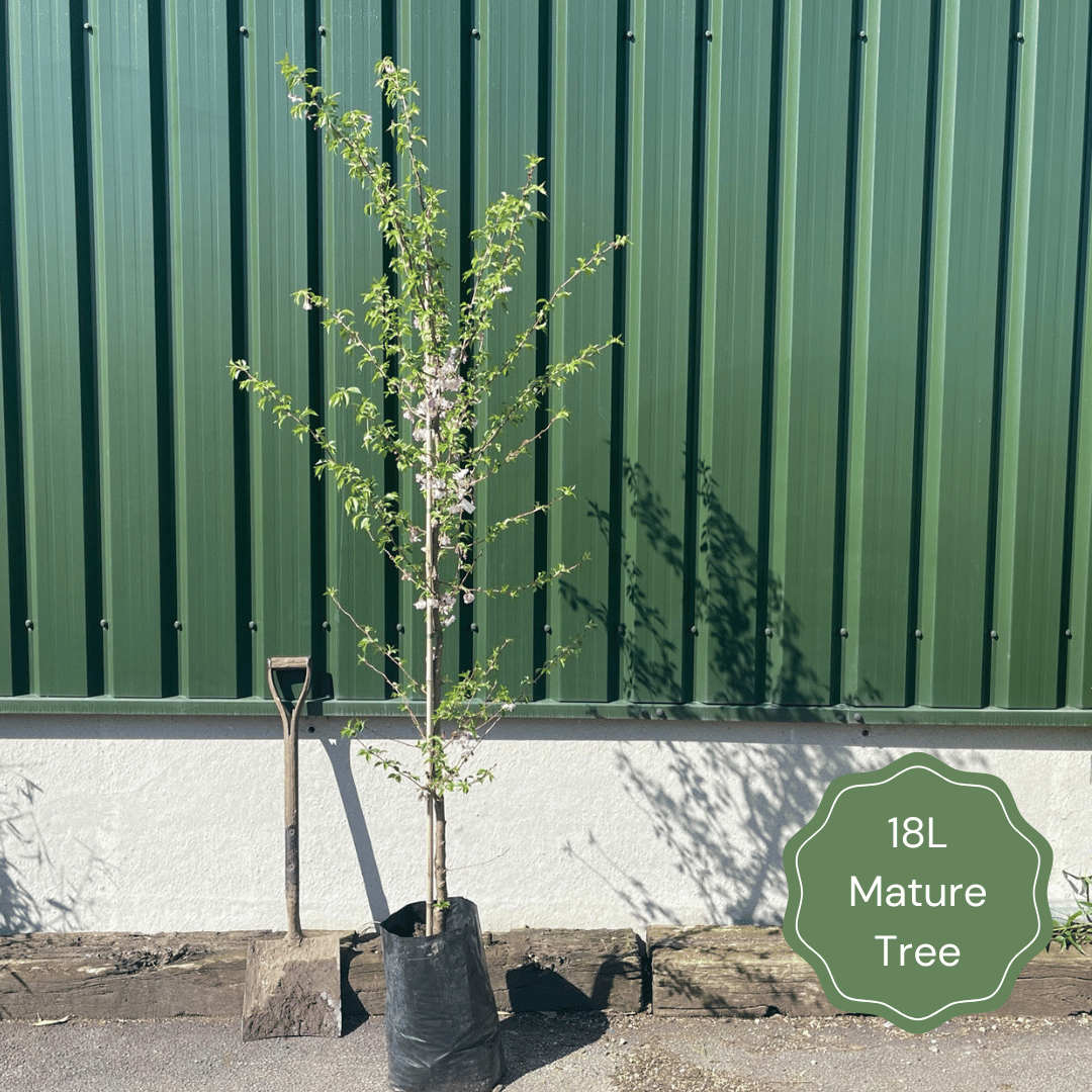 'Green Williams' Pear Tree