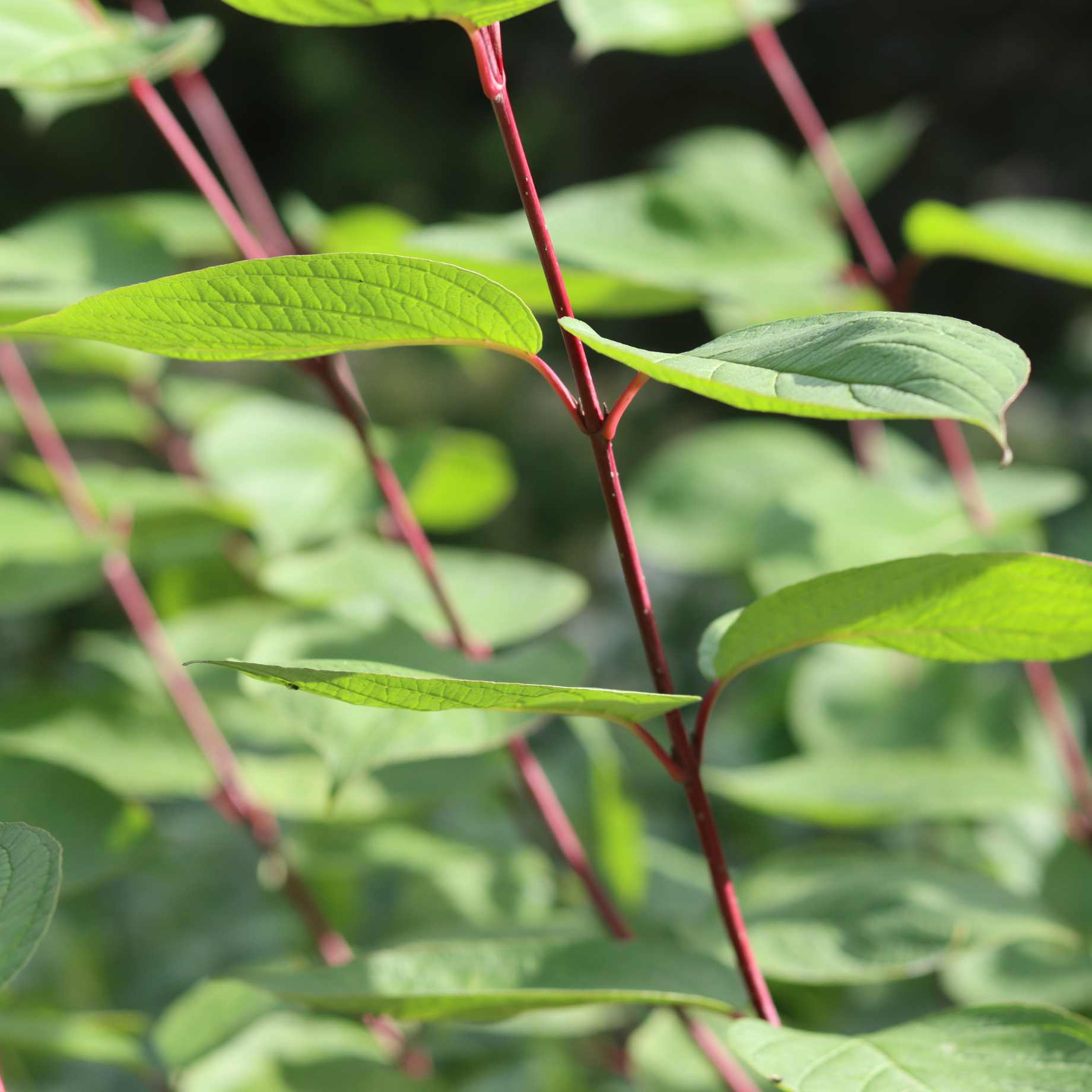 Cornus alba